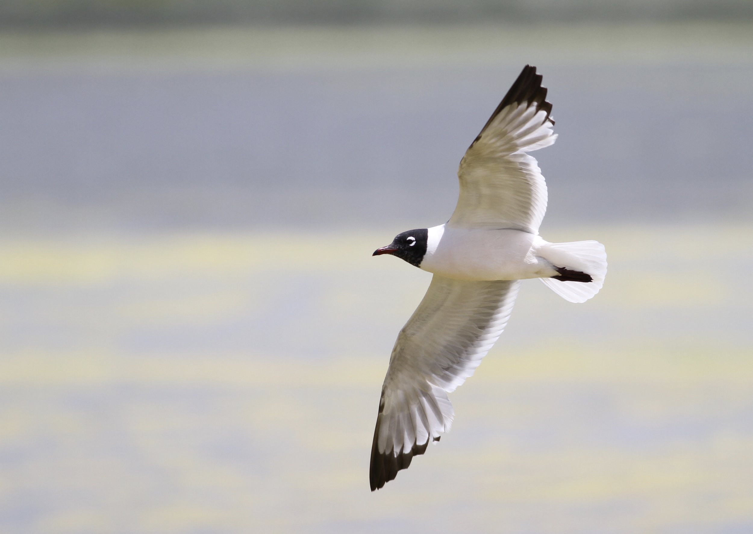 Franklin's Gull