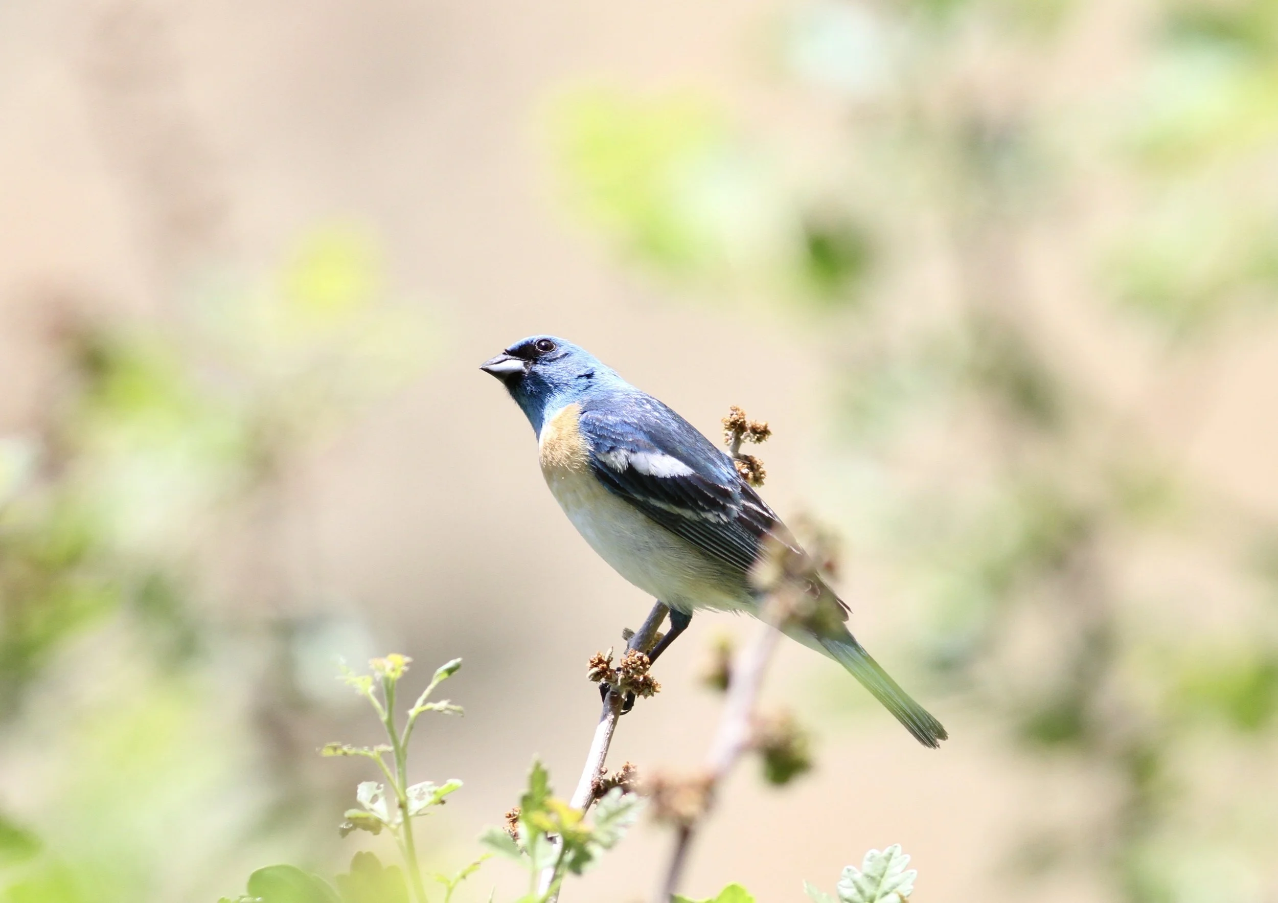 Lazuli Bunting