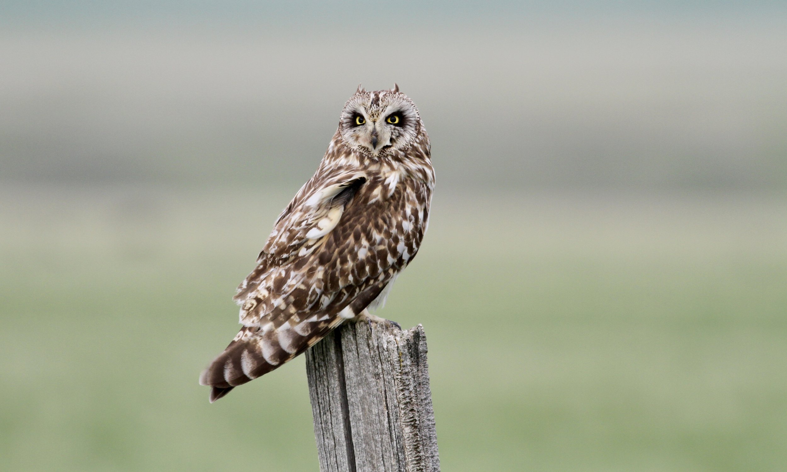 Short-eared Owl