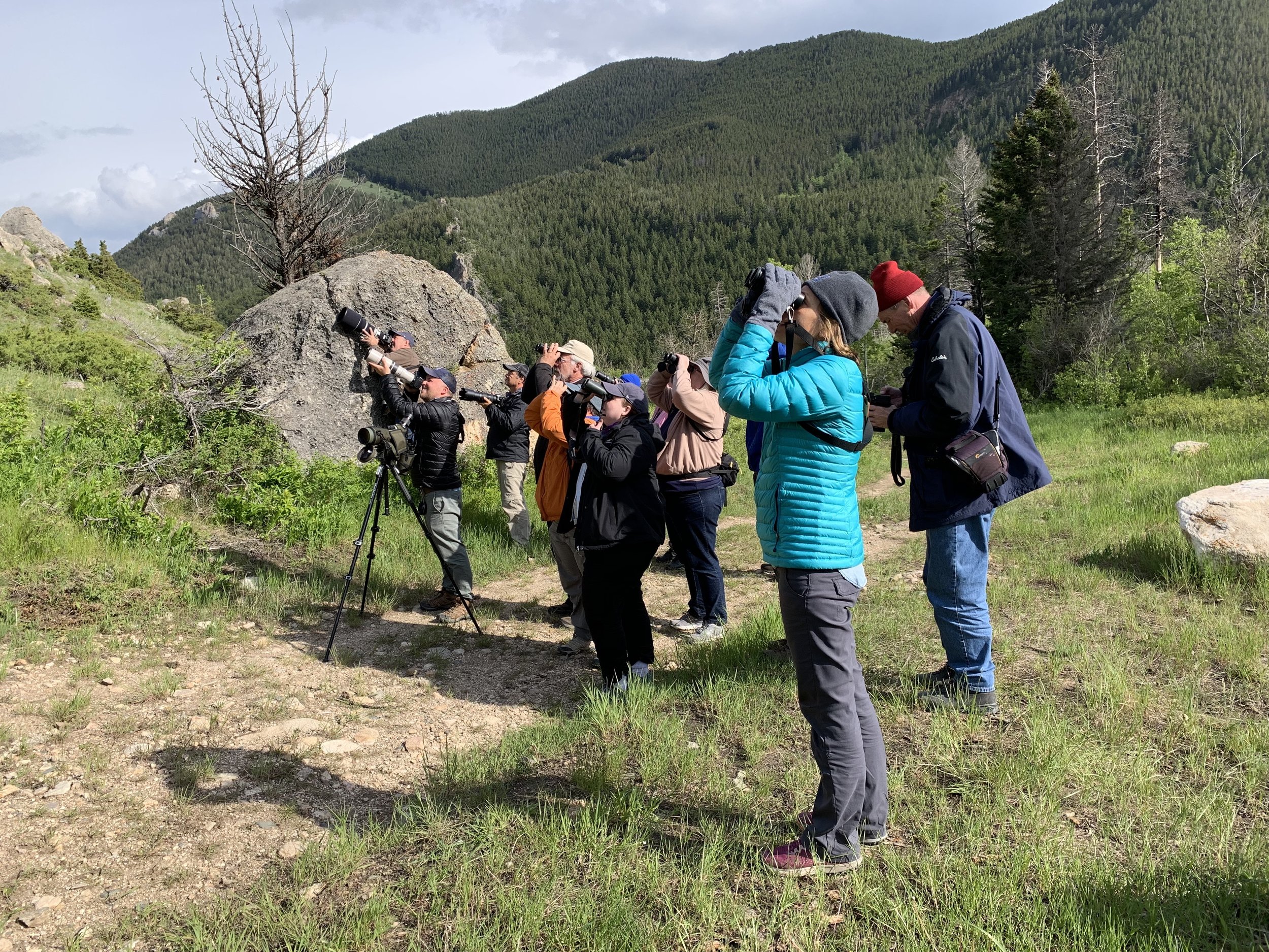 Birding in the Beartooth Mountains