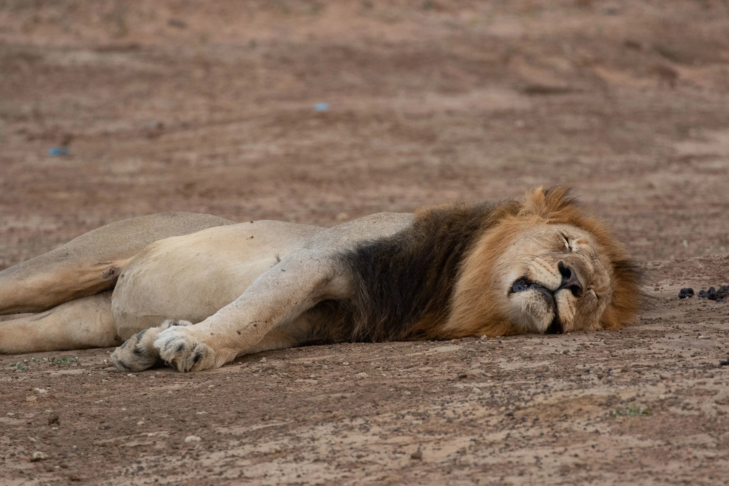 Lion