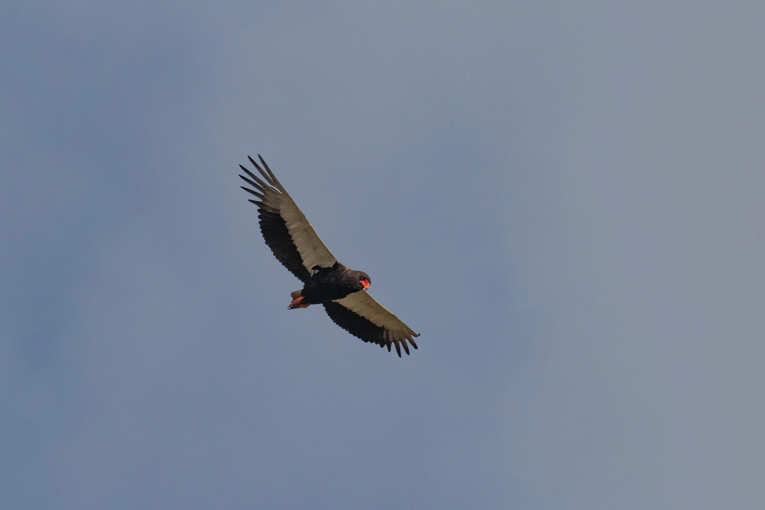 Bateleur