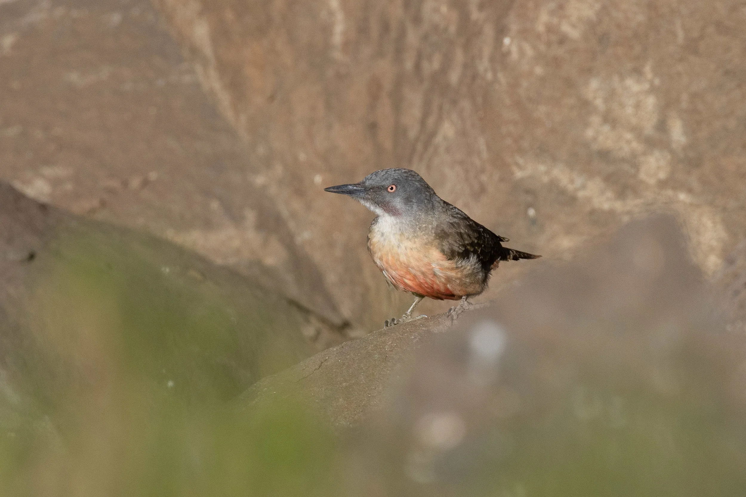Ground Woodpecker