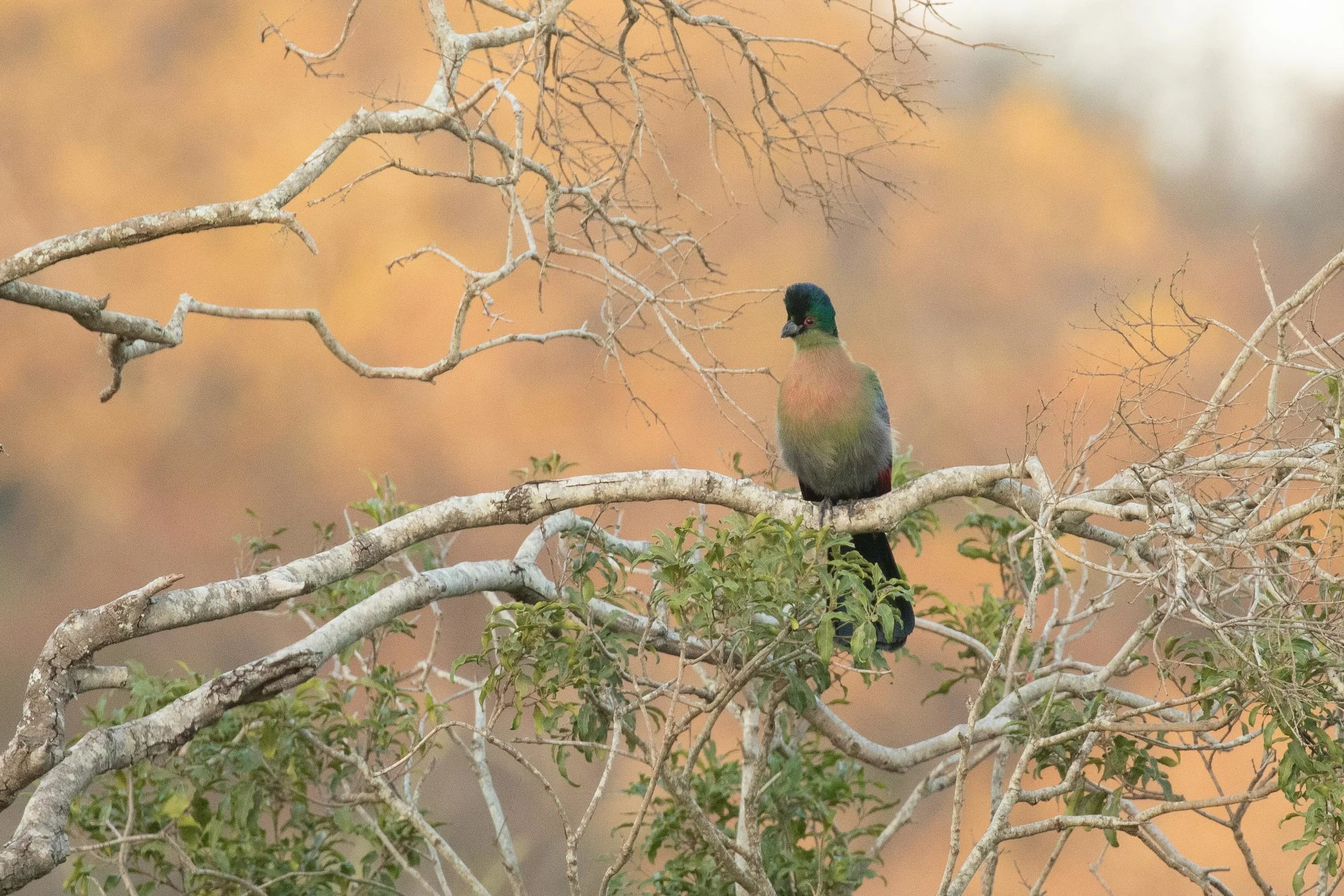 Purple-crested Turaco