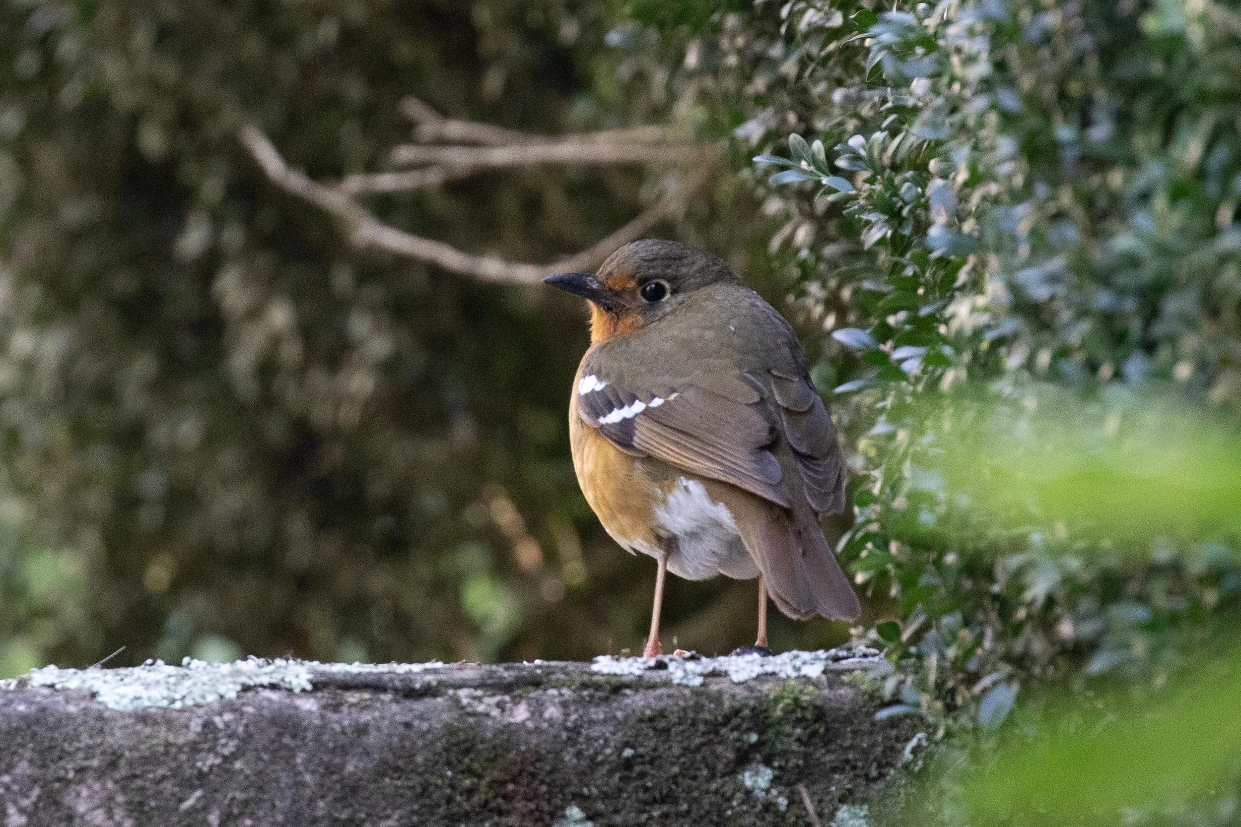 Orange Ground Thrush