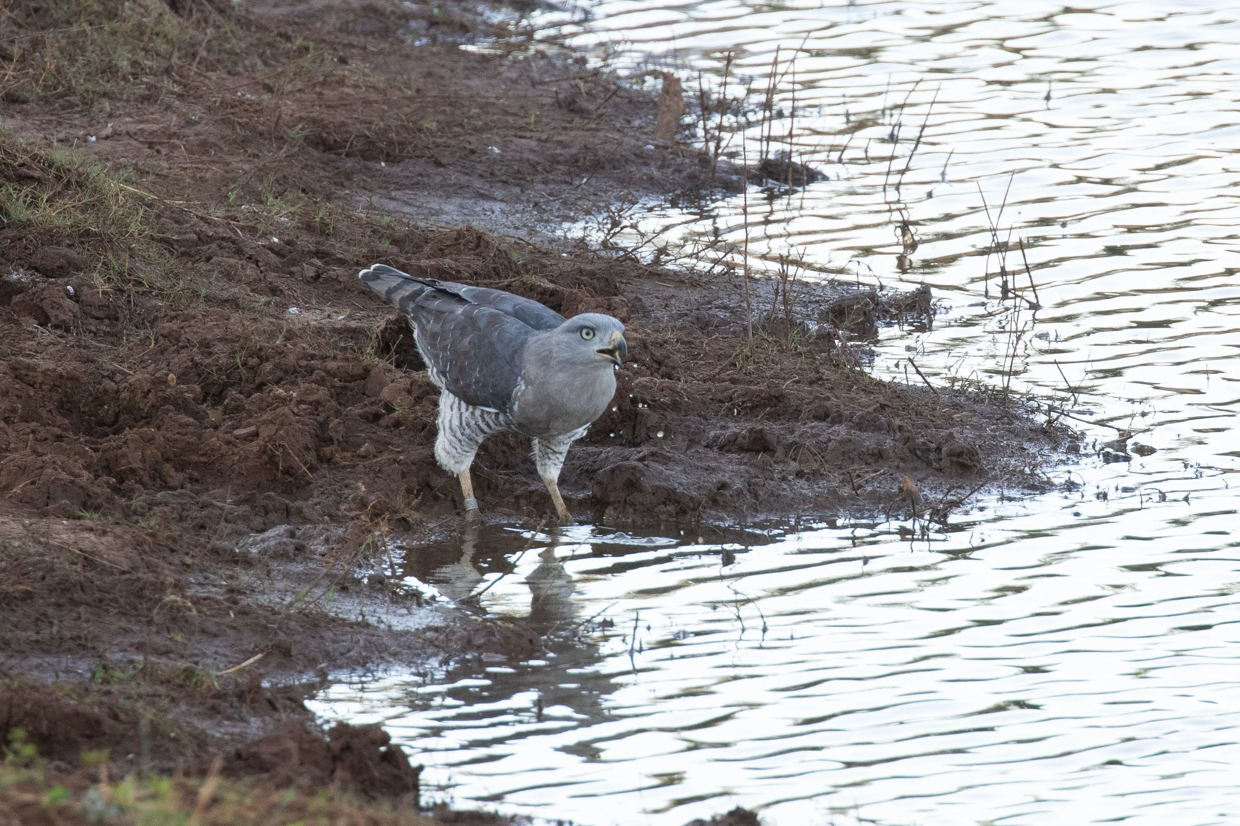 Fasciated (Southern Banded) Snake-Eagle