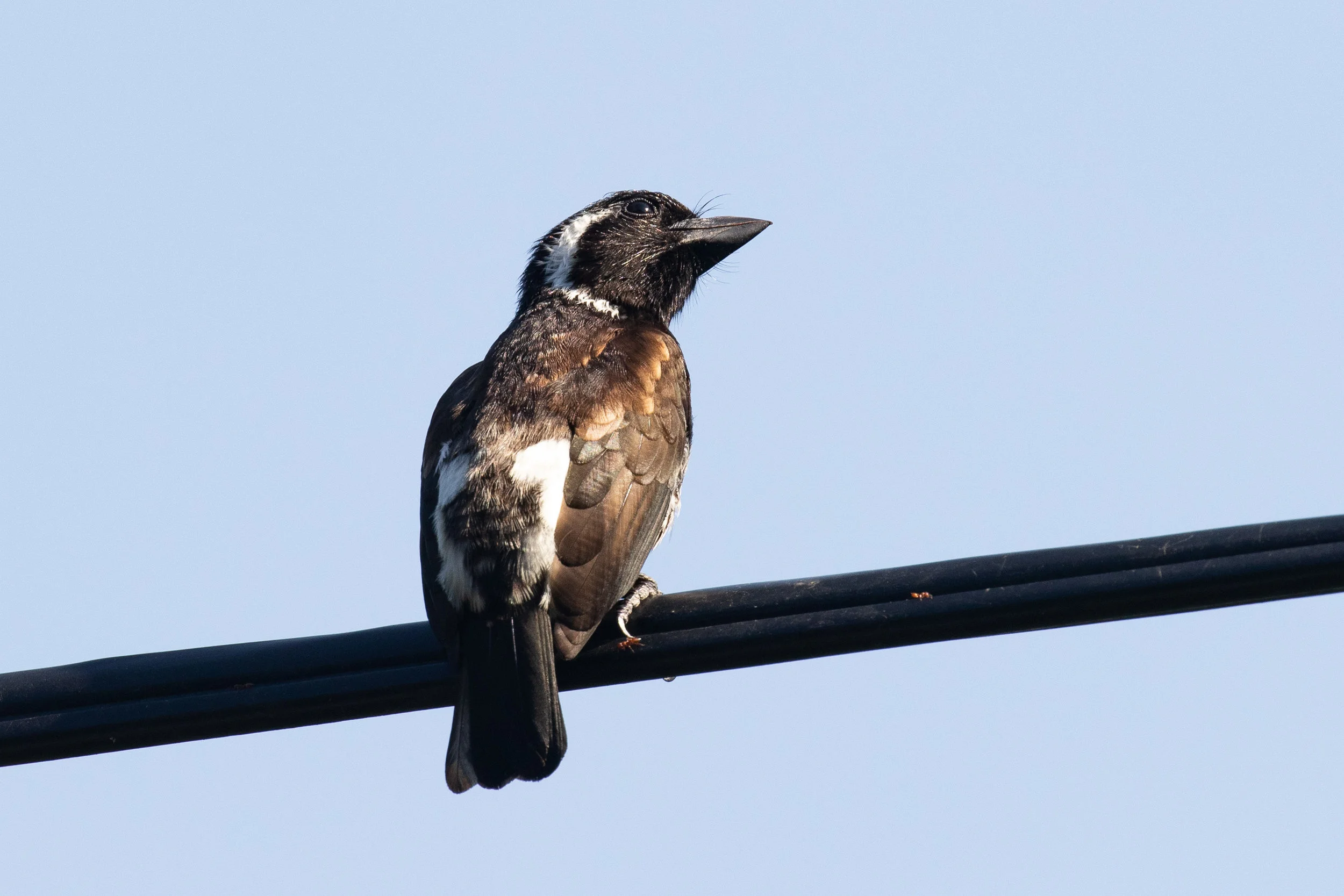 White-eared Barbet