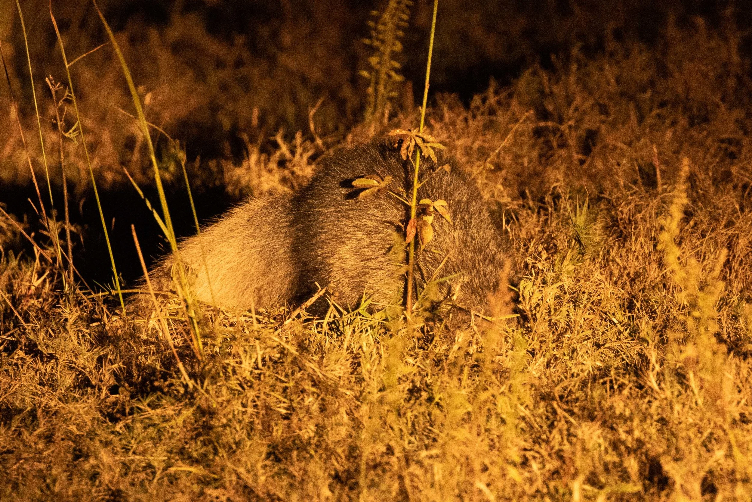White-tailed Mongoose