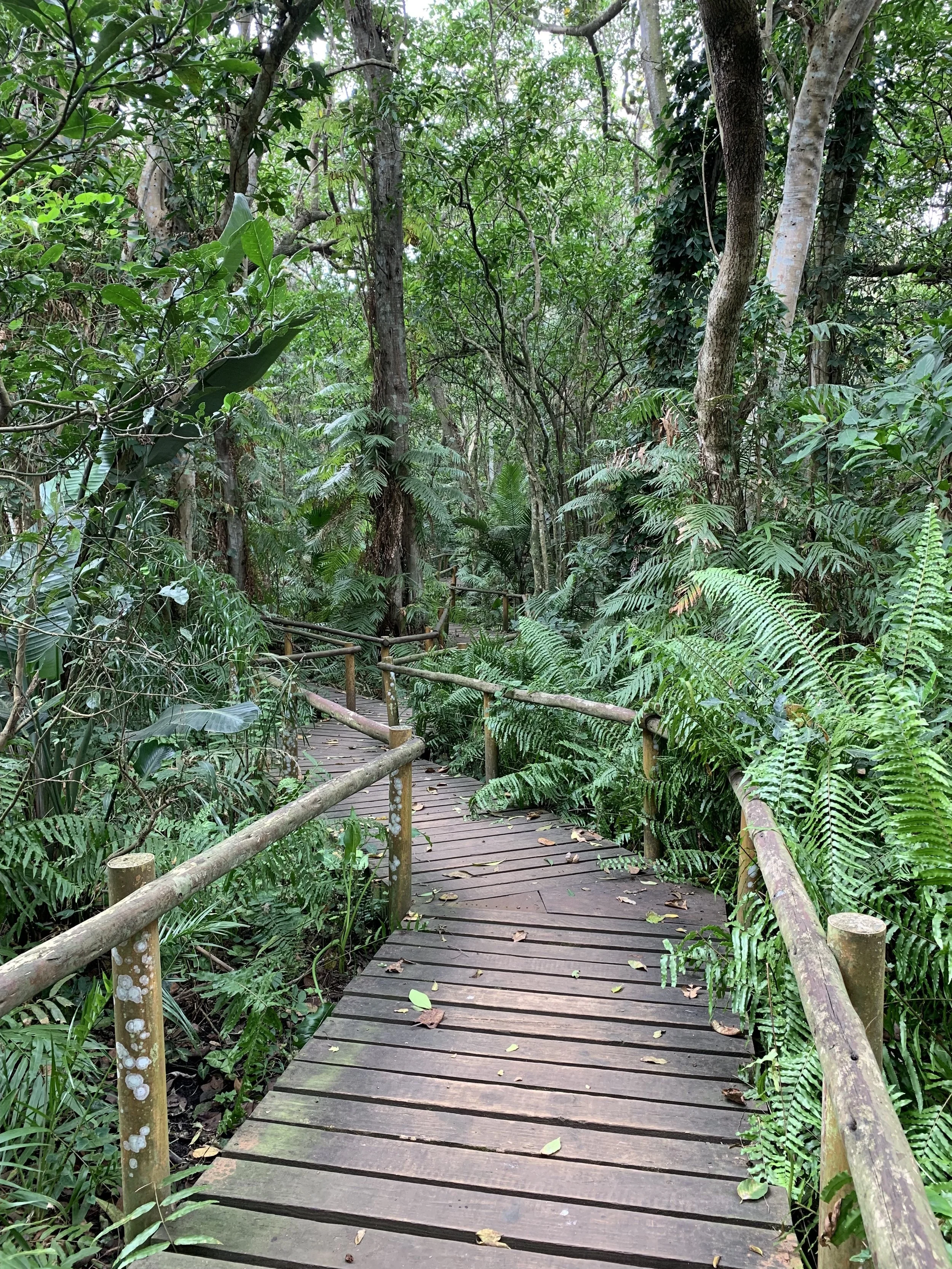 KZN forest boardwalk