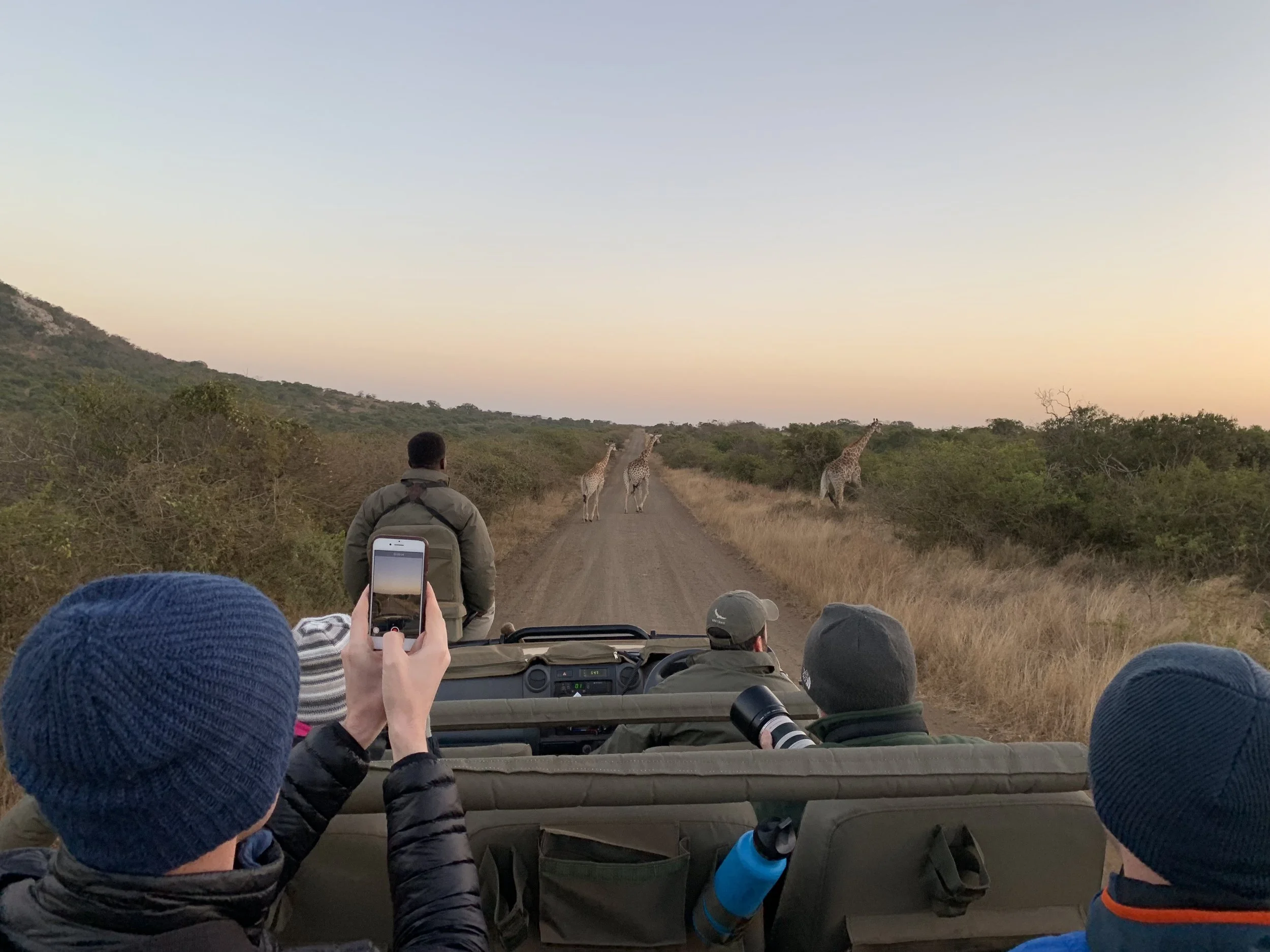 Giraffes from the vehicle