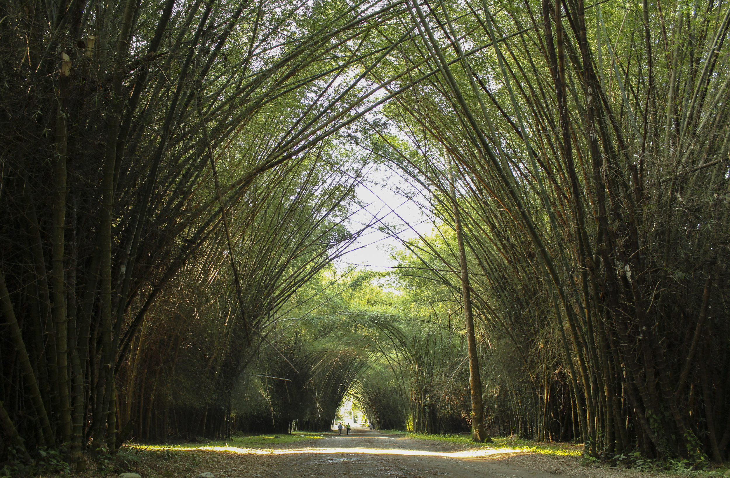 Bamboo-lined track