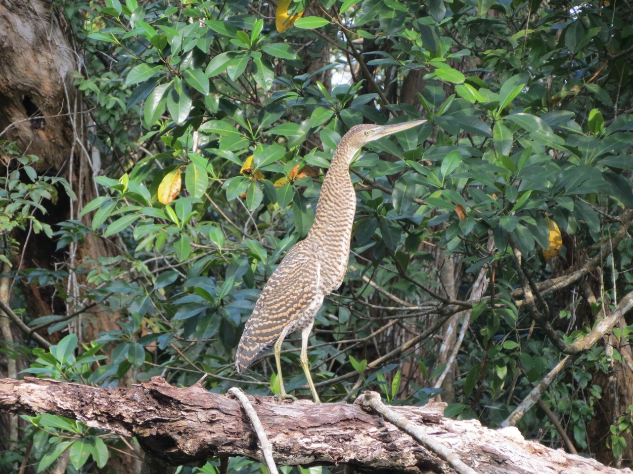 Bare-throated Tiger-Heron