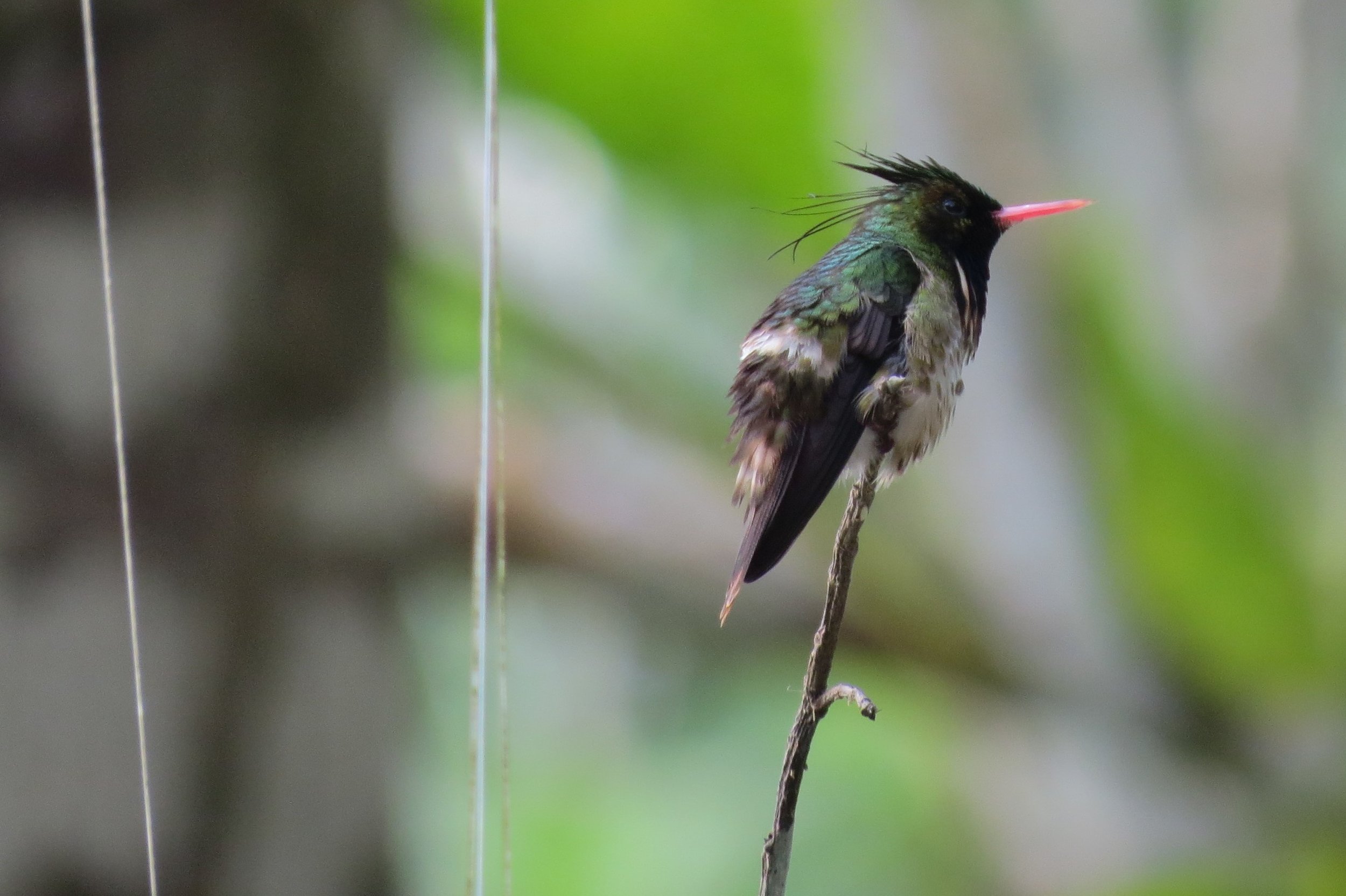 Black-crested Coquette