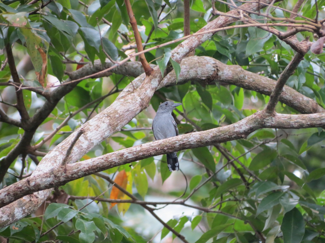 Black-crowned Antshrike