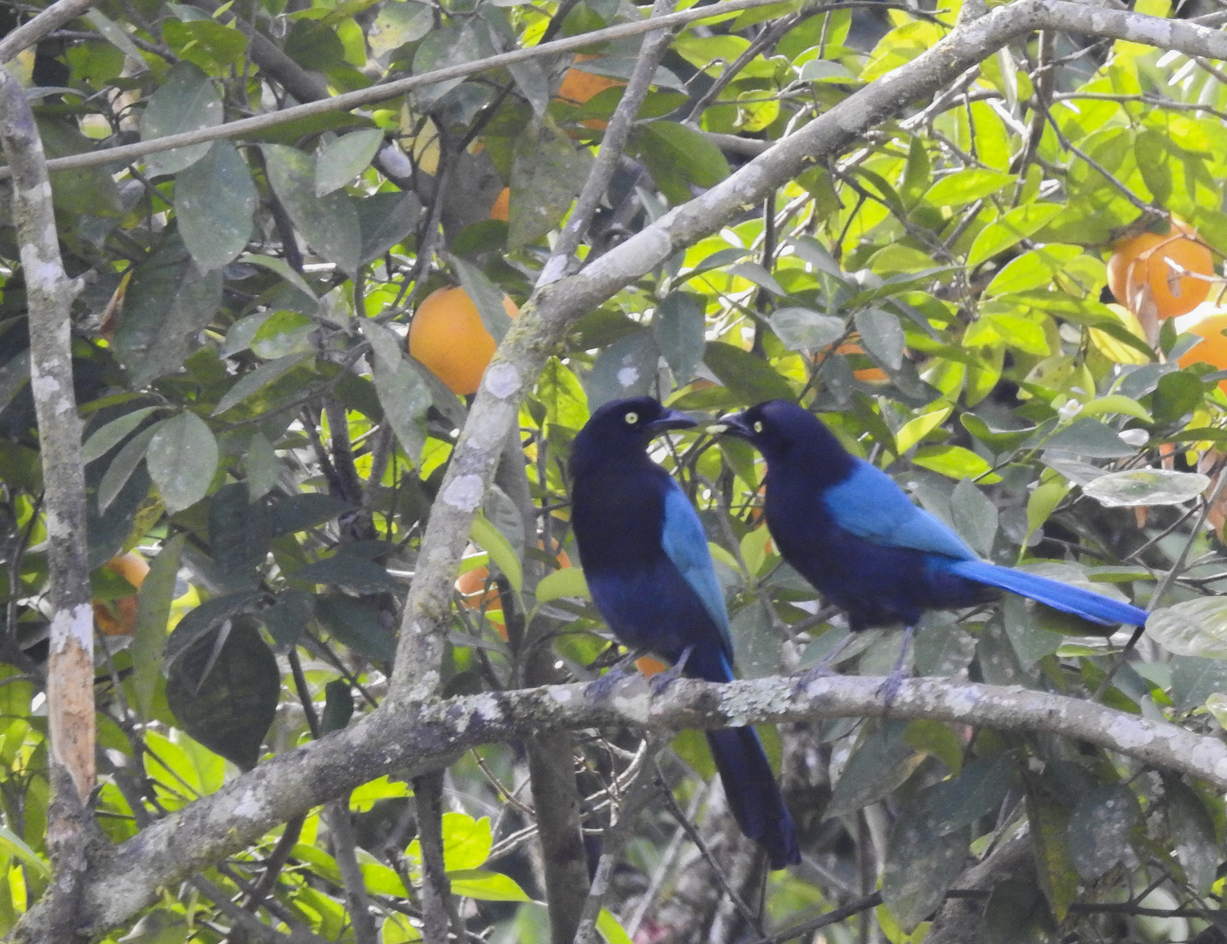 Bushy-crested Jay