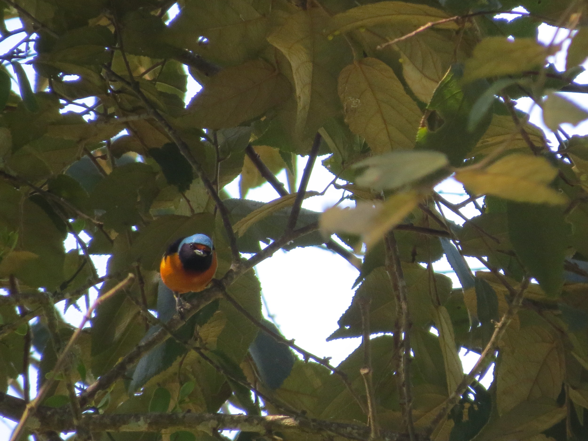 Elegant Euphonia