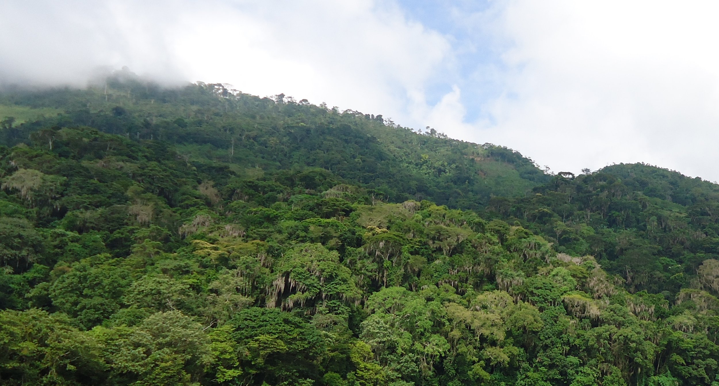 Honduran hill forest