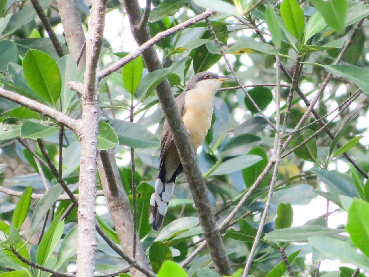 Mangrove Cuckoo