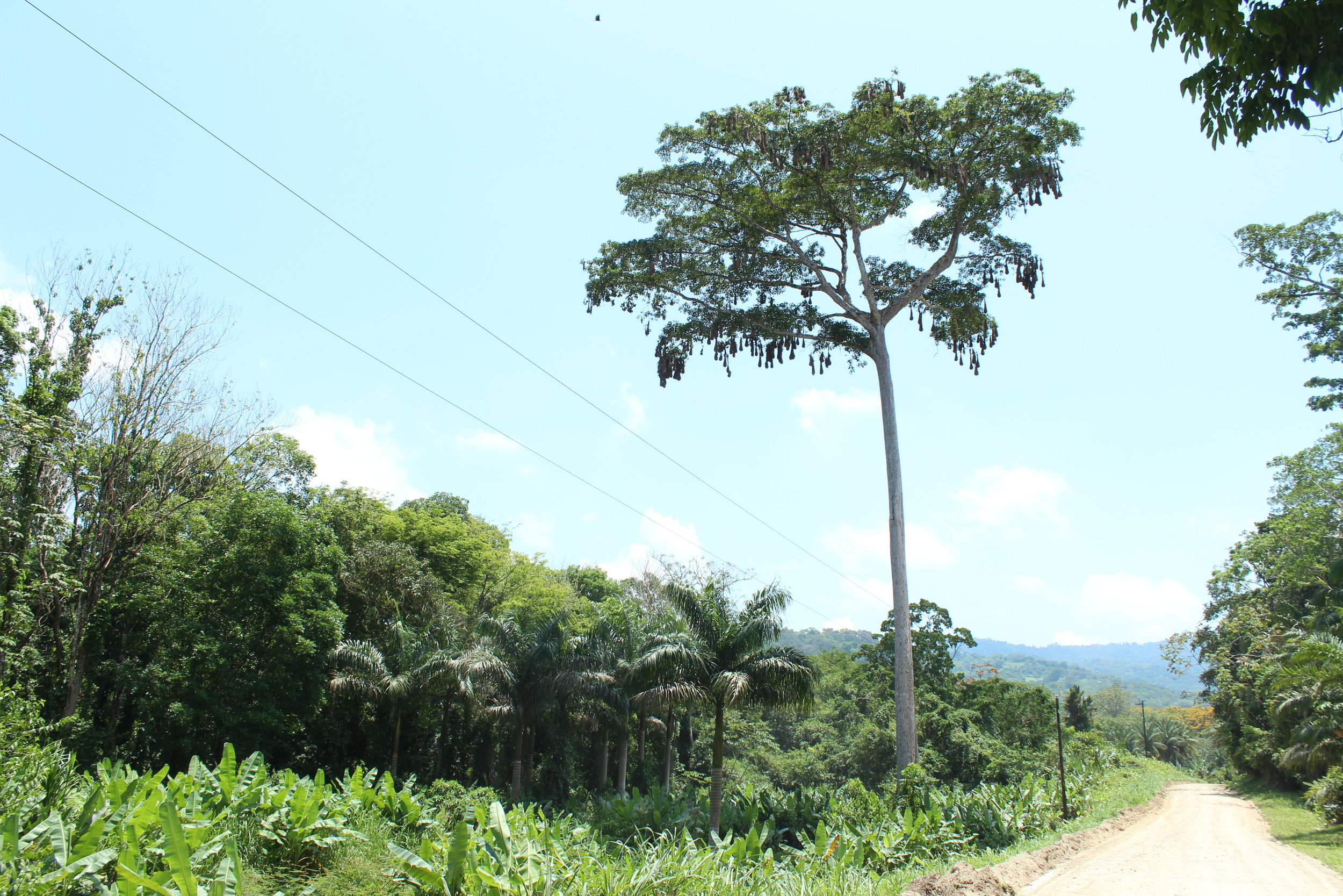 Roadside cecropia tree