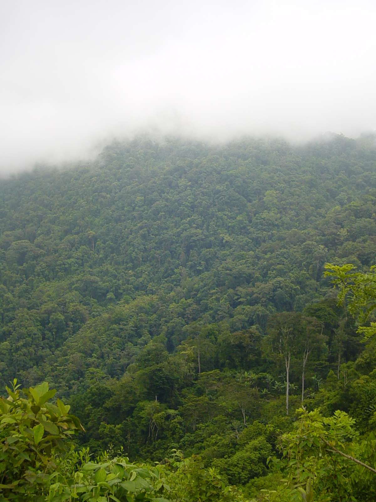 Honduran cloud forest