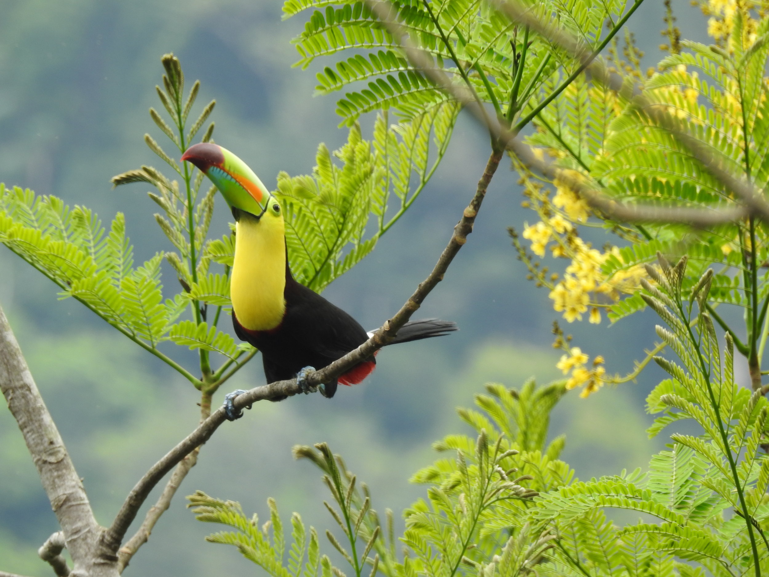 Keel-billed Toucan