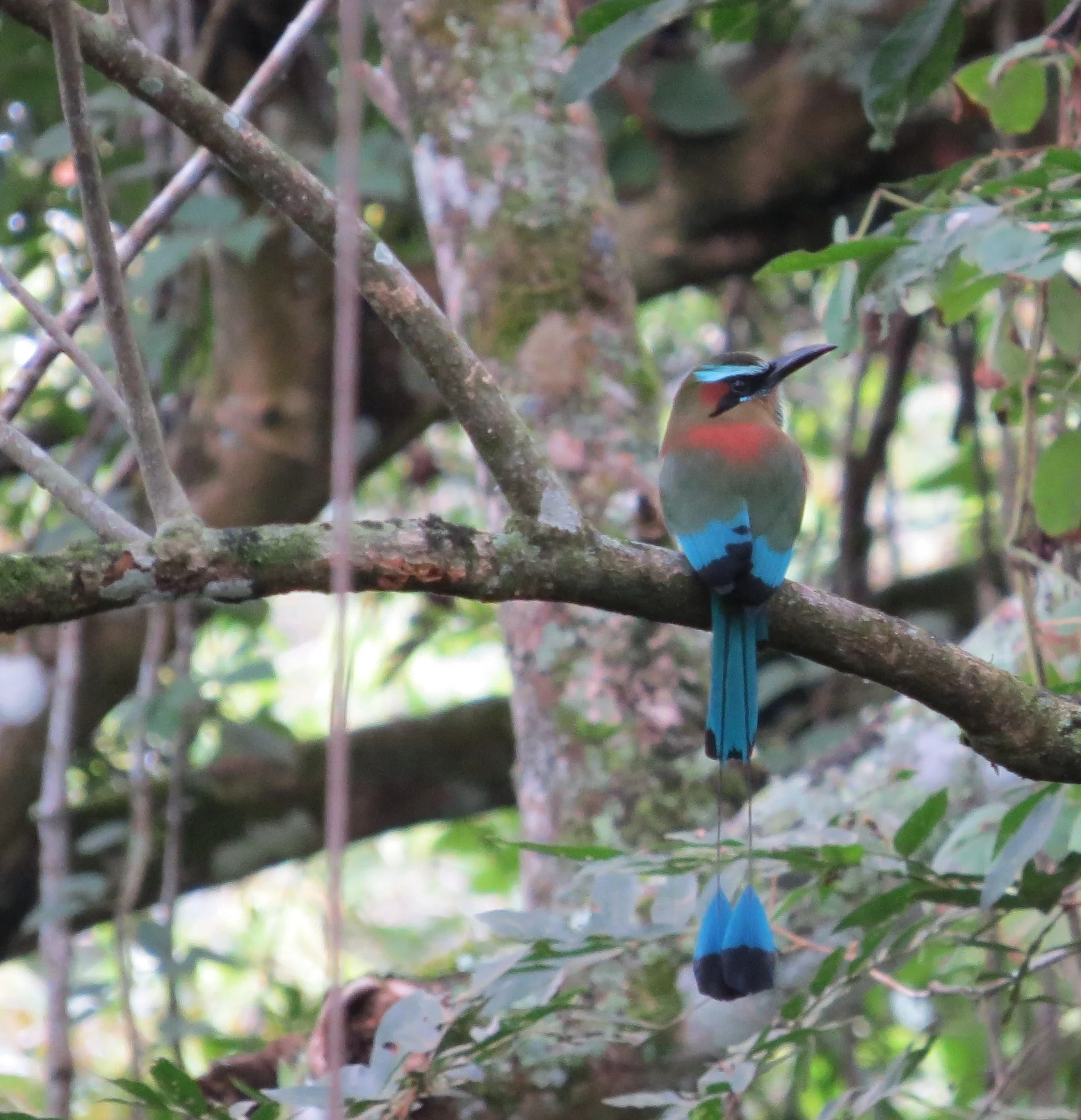 Turquoise-browed Motmot