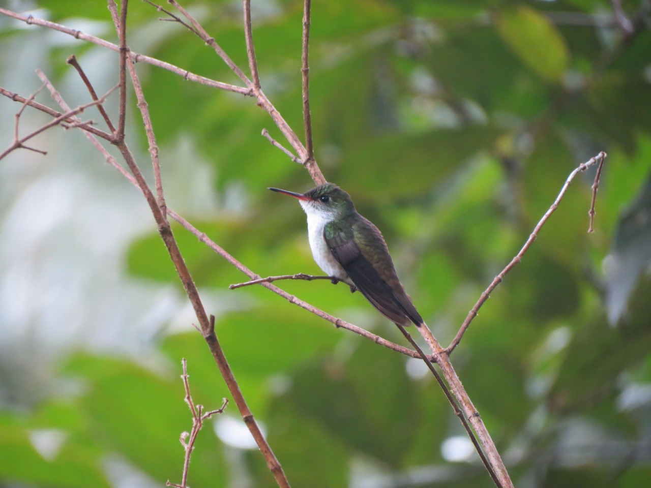 White-bellied Emerald