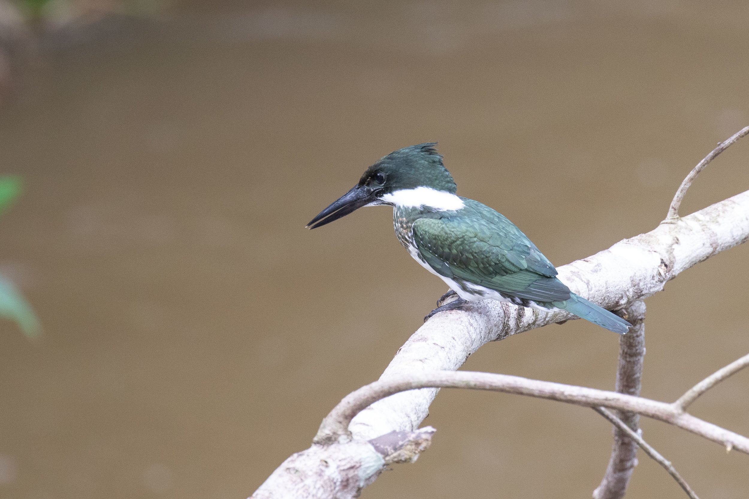 Amazon Kingfisher