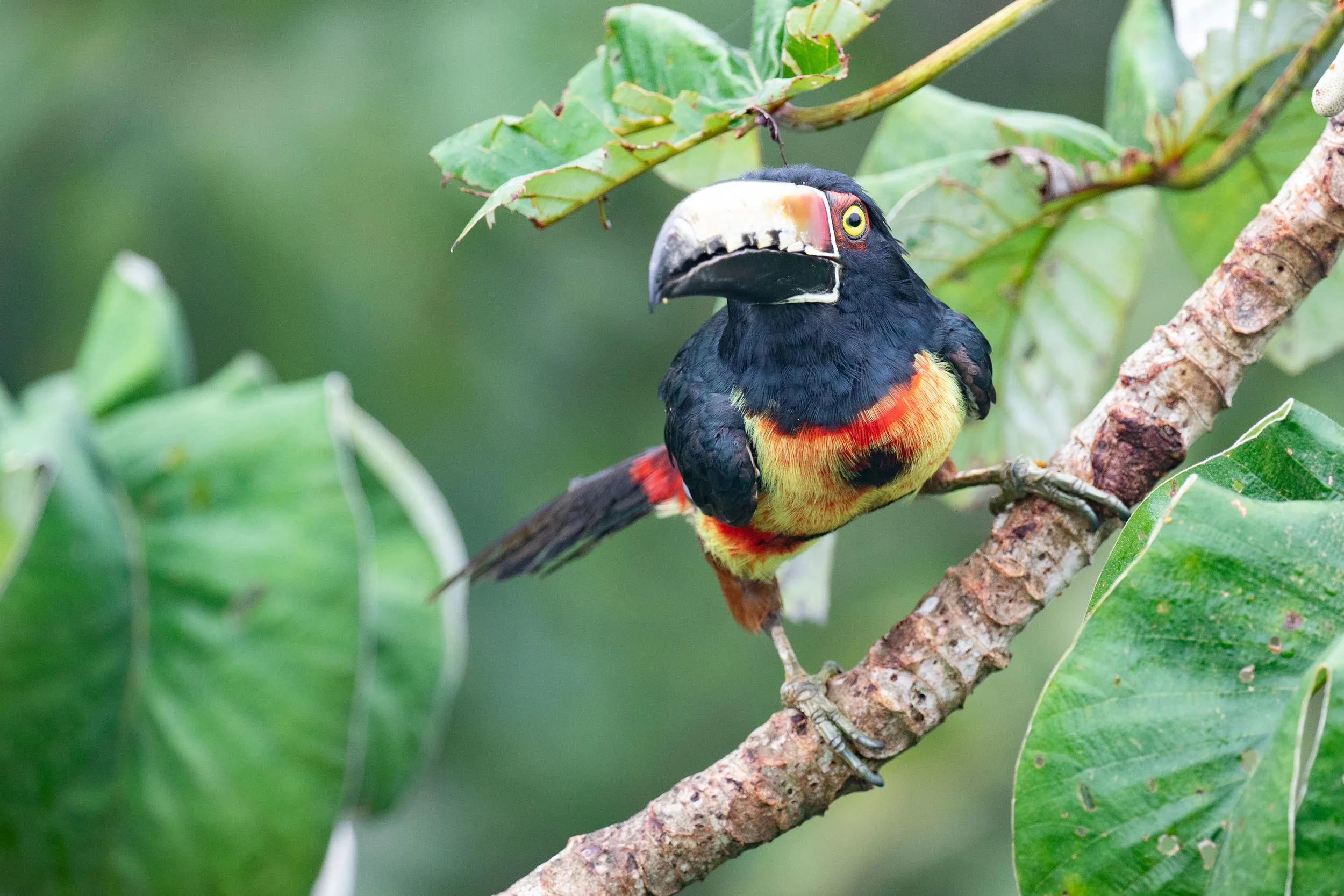 Collared Aracari