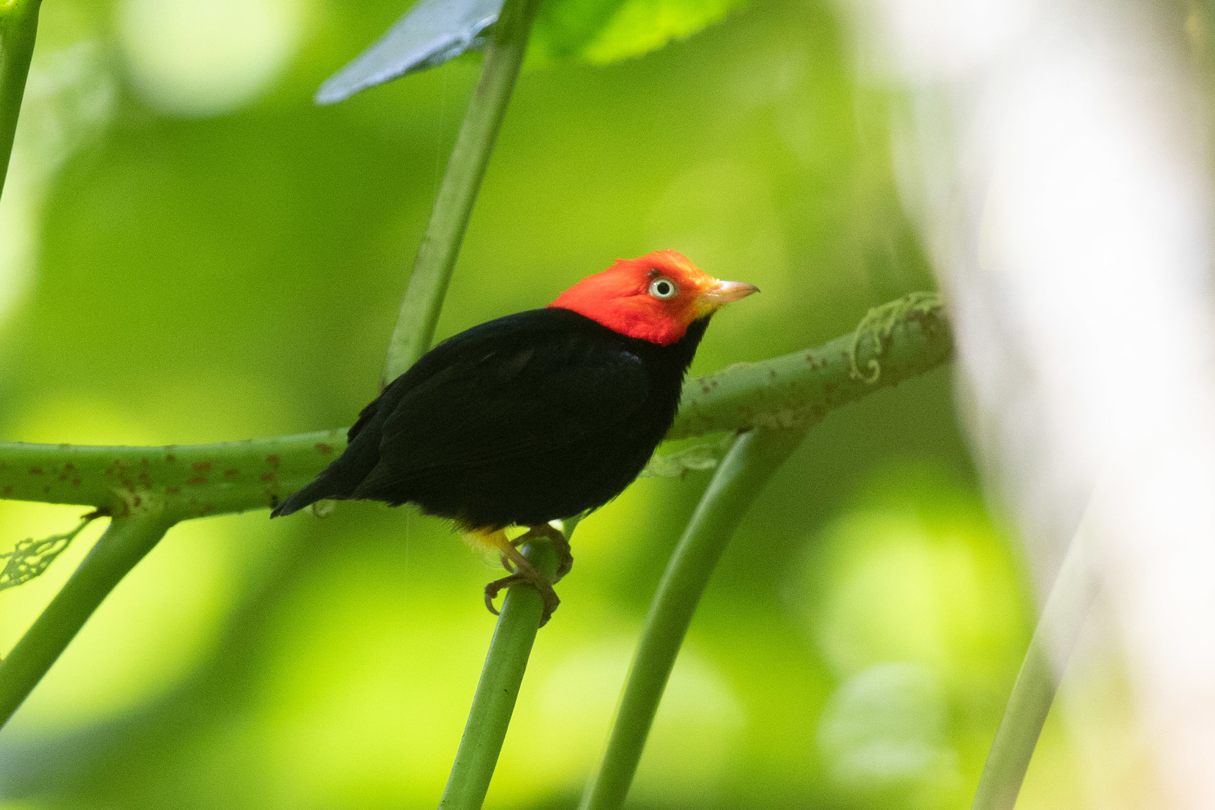 Red-capped Manakin