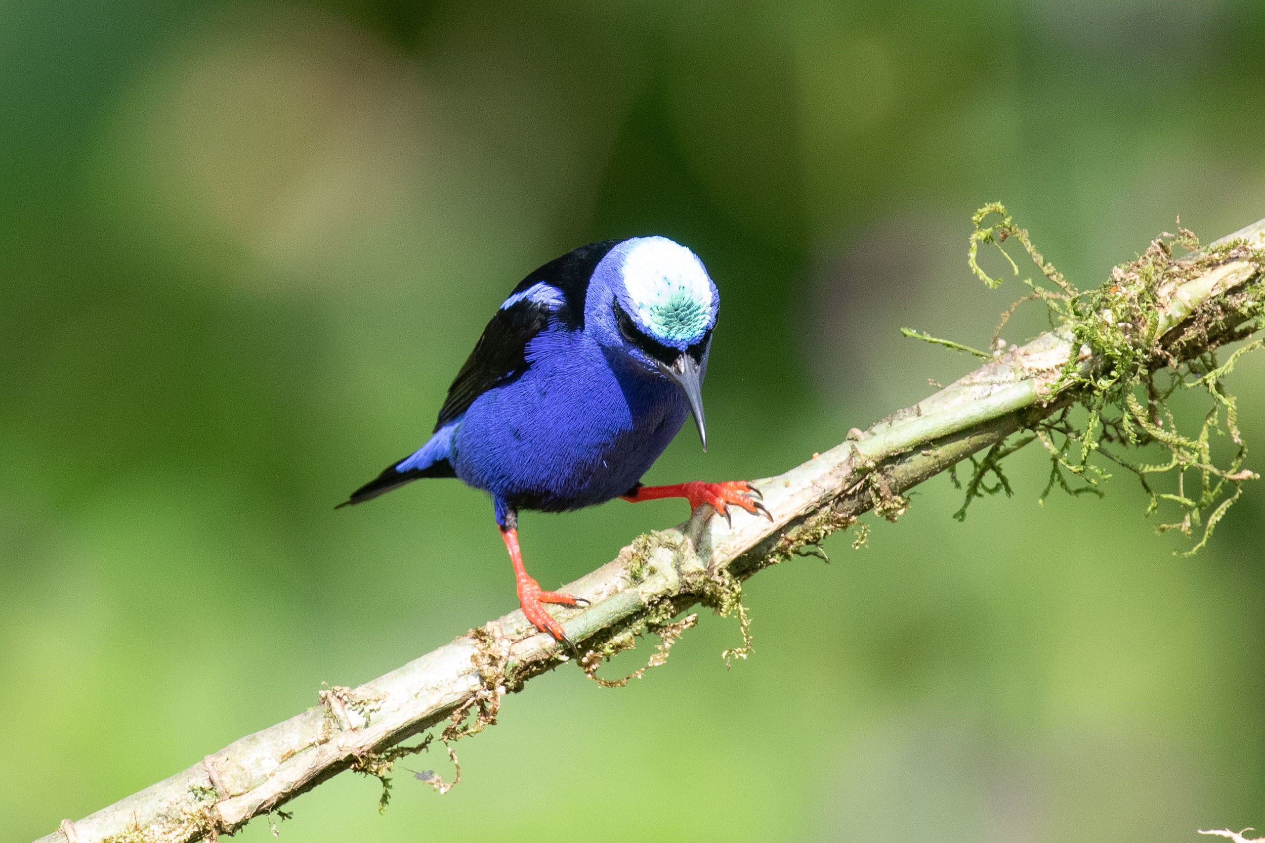 Red-legged Honeycreeper