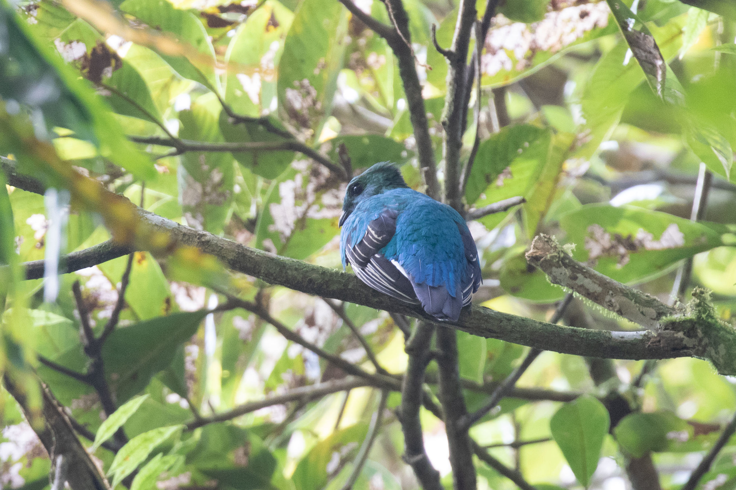 Female Resplendent Quetzal