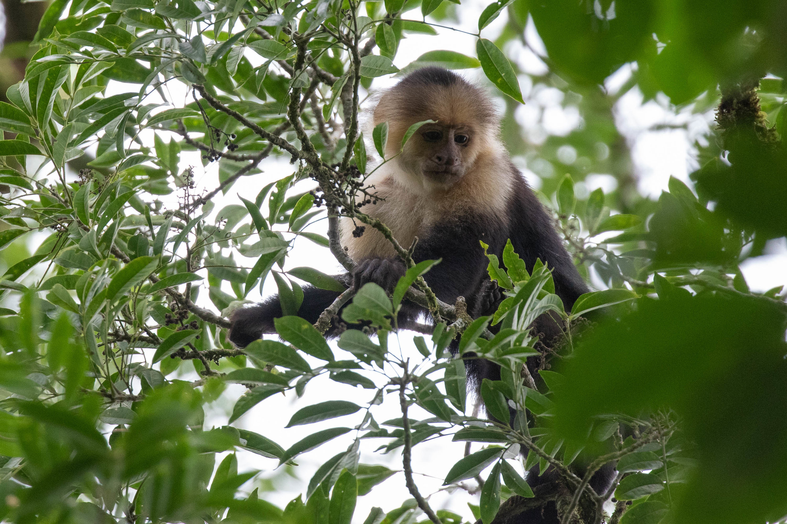 White-faced Cappuchin