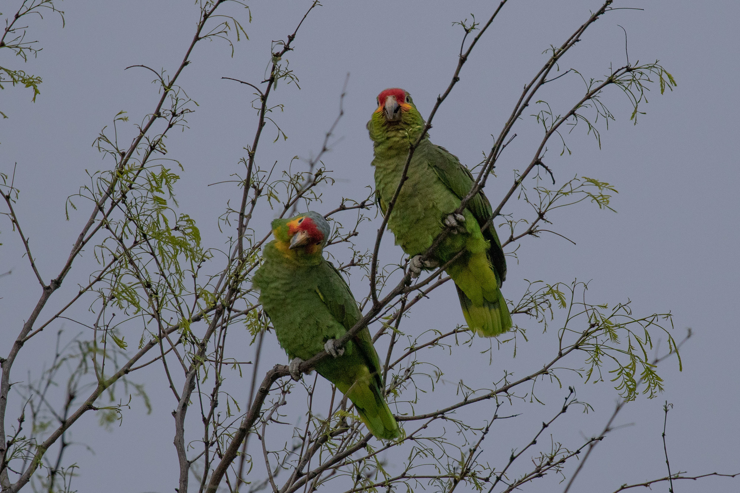 Red-lored Parrot