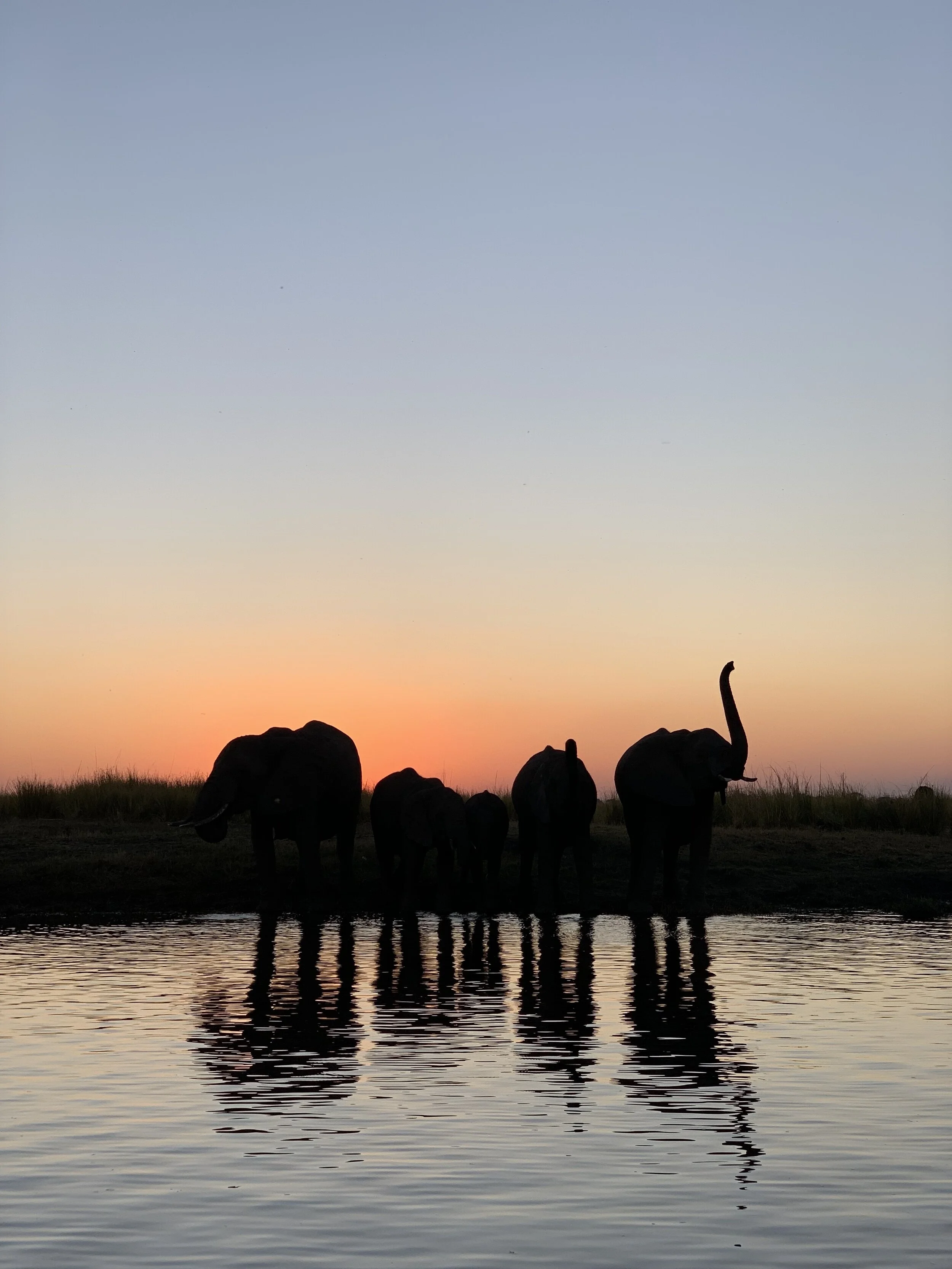 Elephants at sunset on the Chobe River