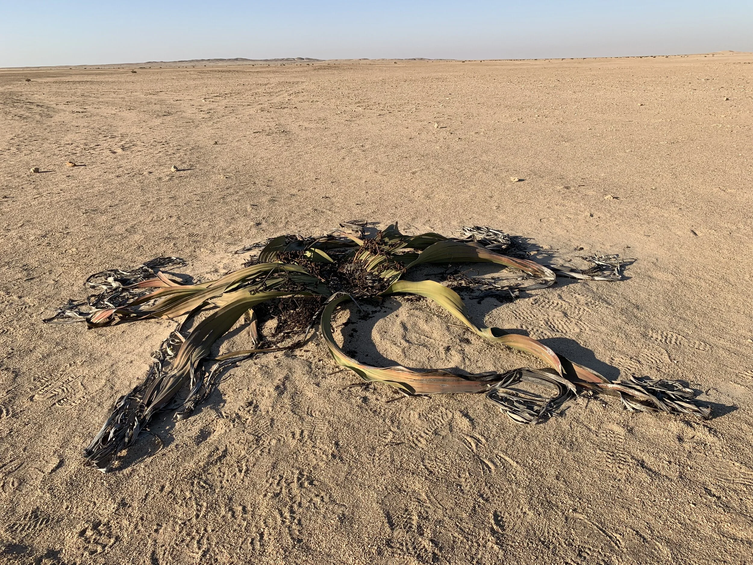 The famous Namib Desert Welwitschia