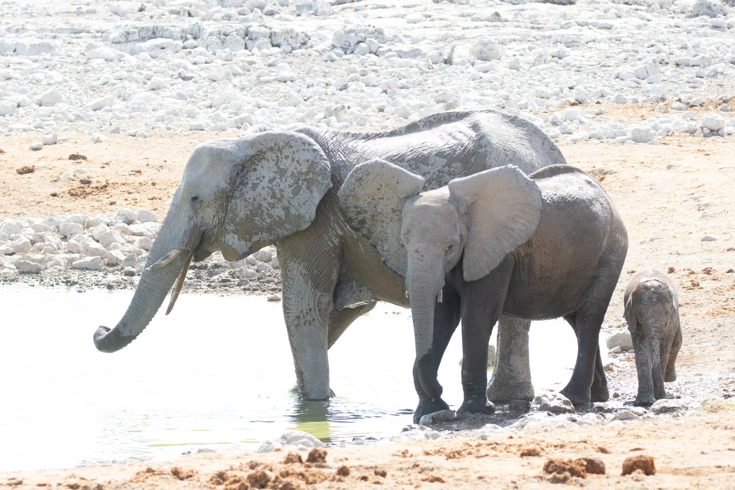 Elephant family drinking