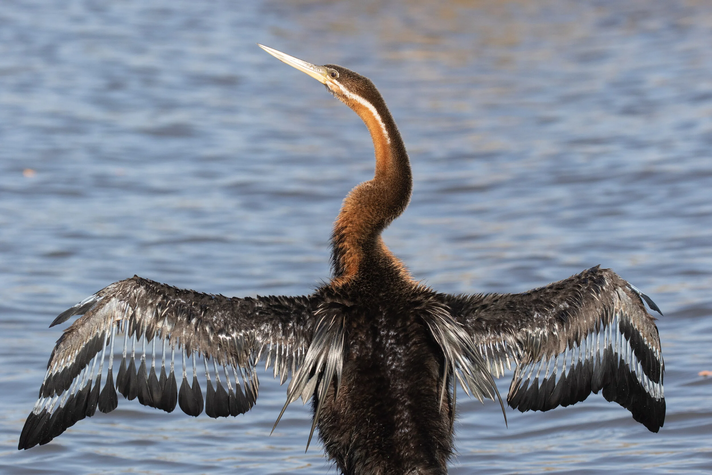 Molting African Darter