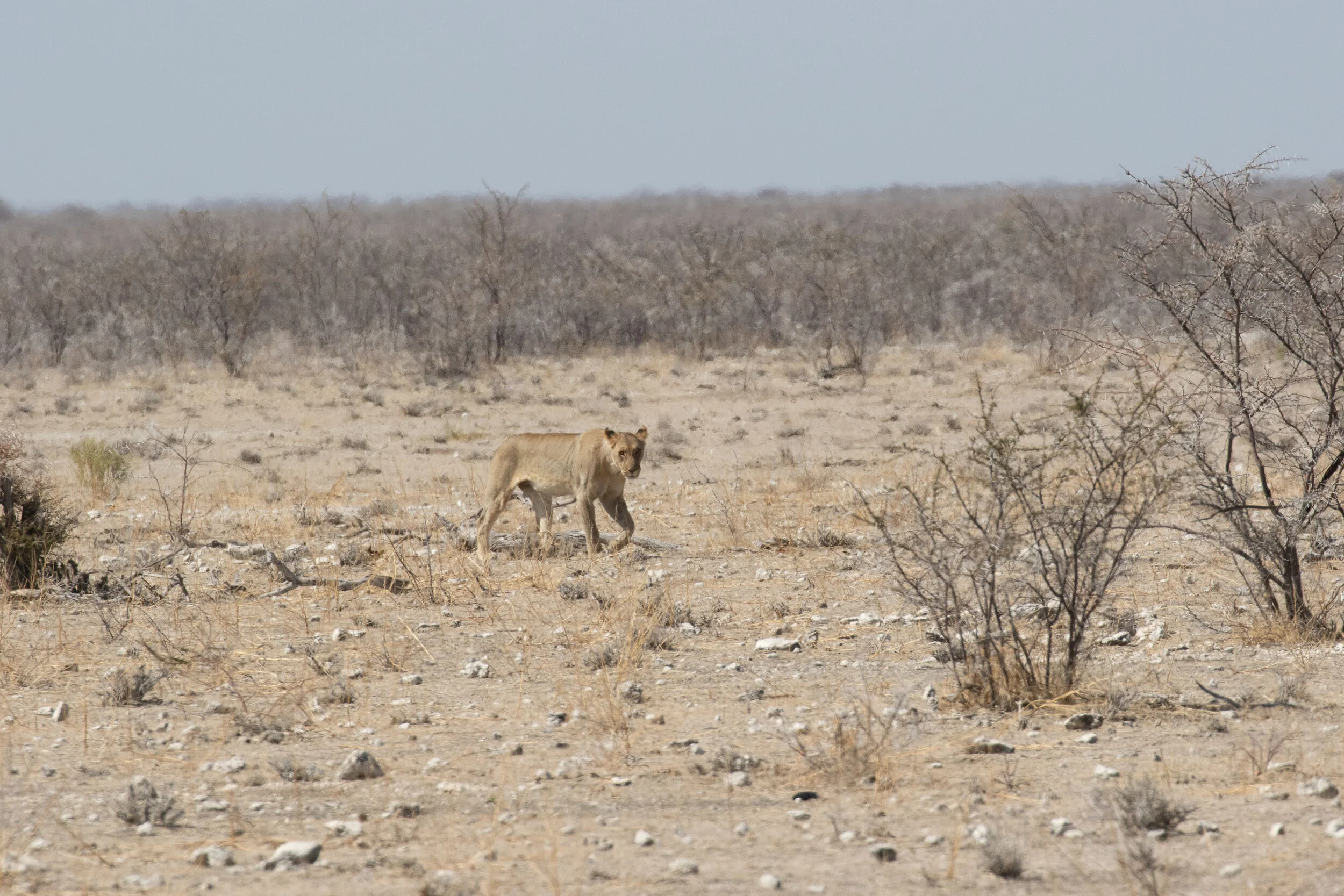 Lion
