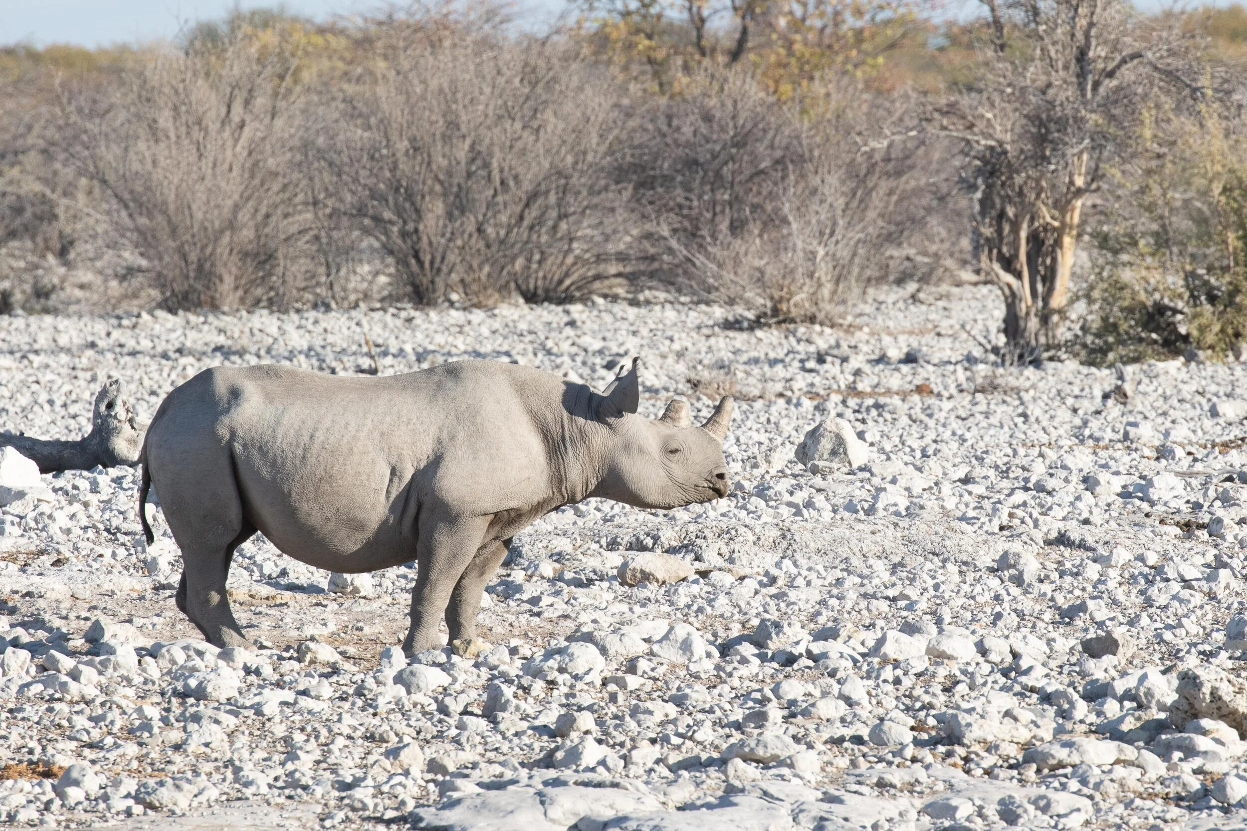Black Rhinoceros