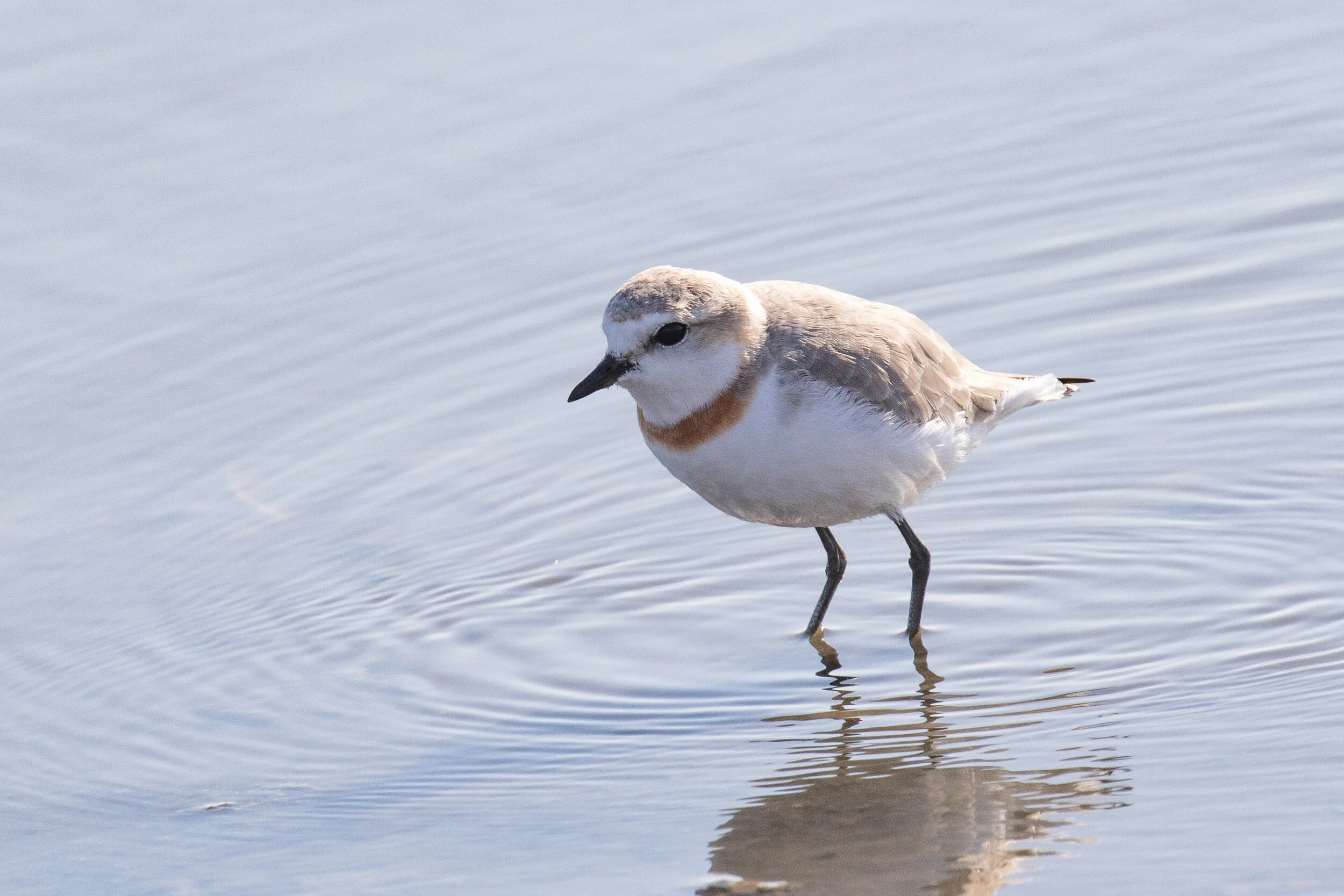 Chestnut-banded Plover