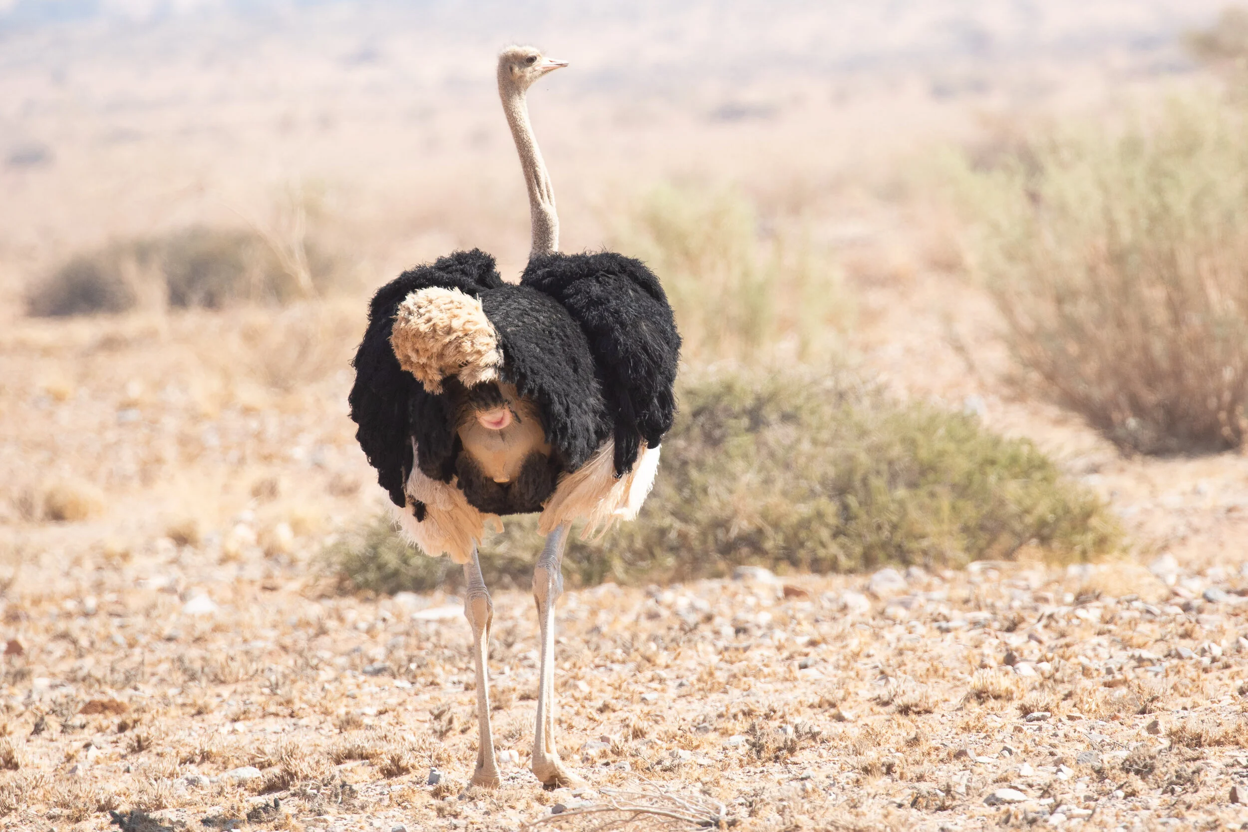 Ostrich