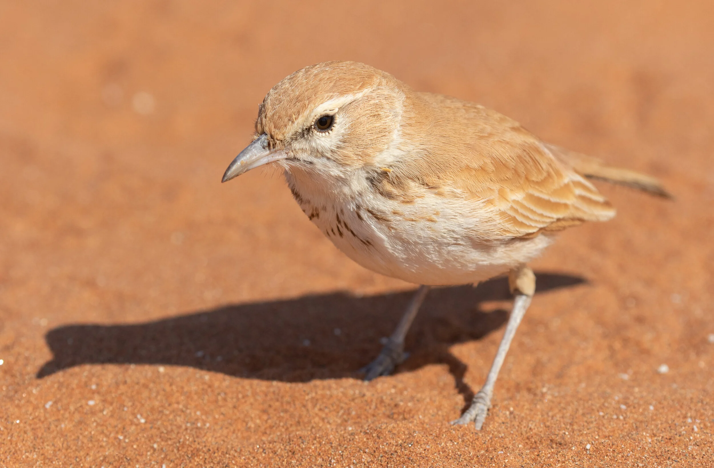 Dune Lark