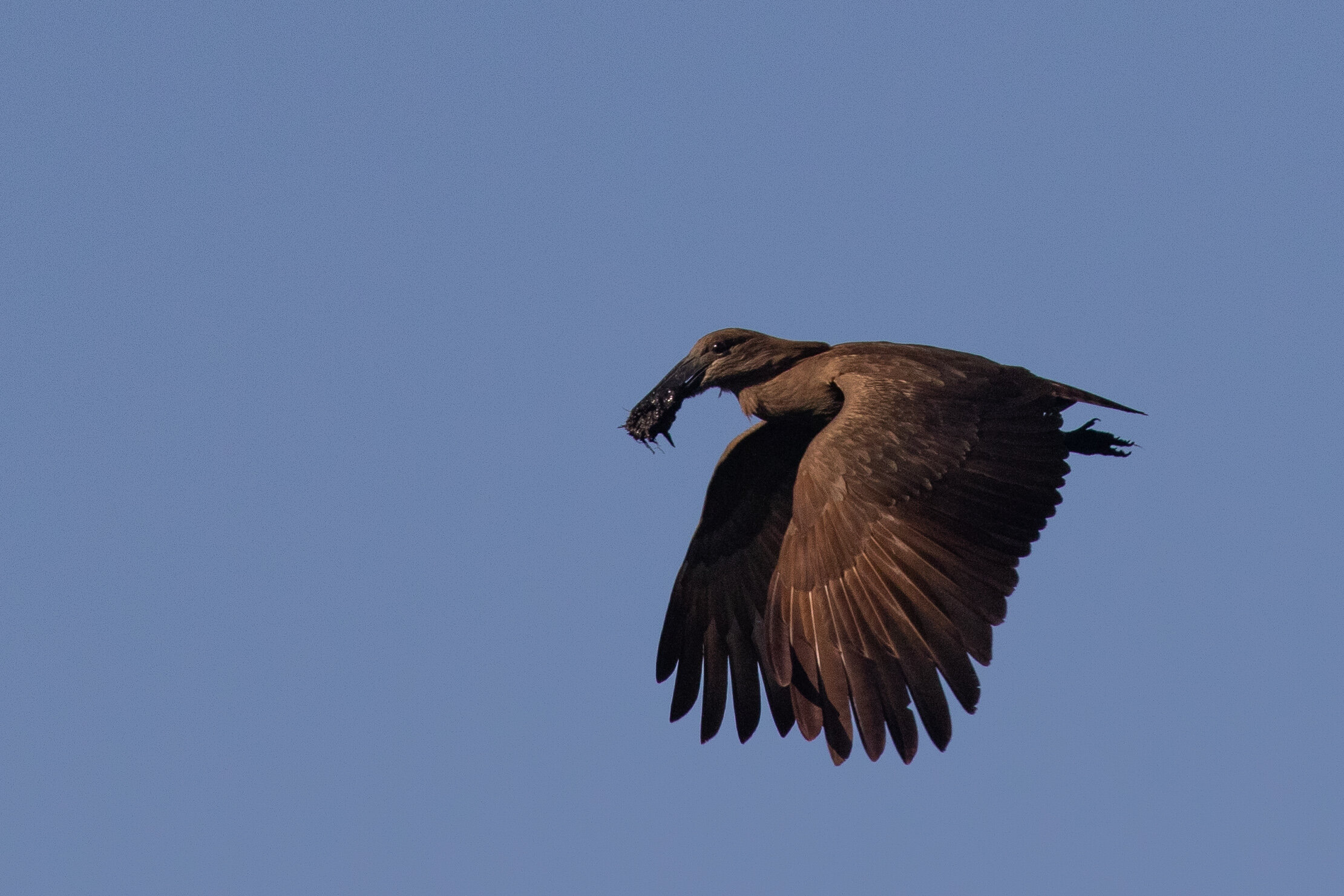 Hamerkop_AF9A4466.jpg