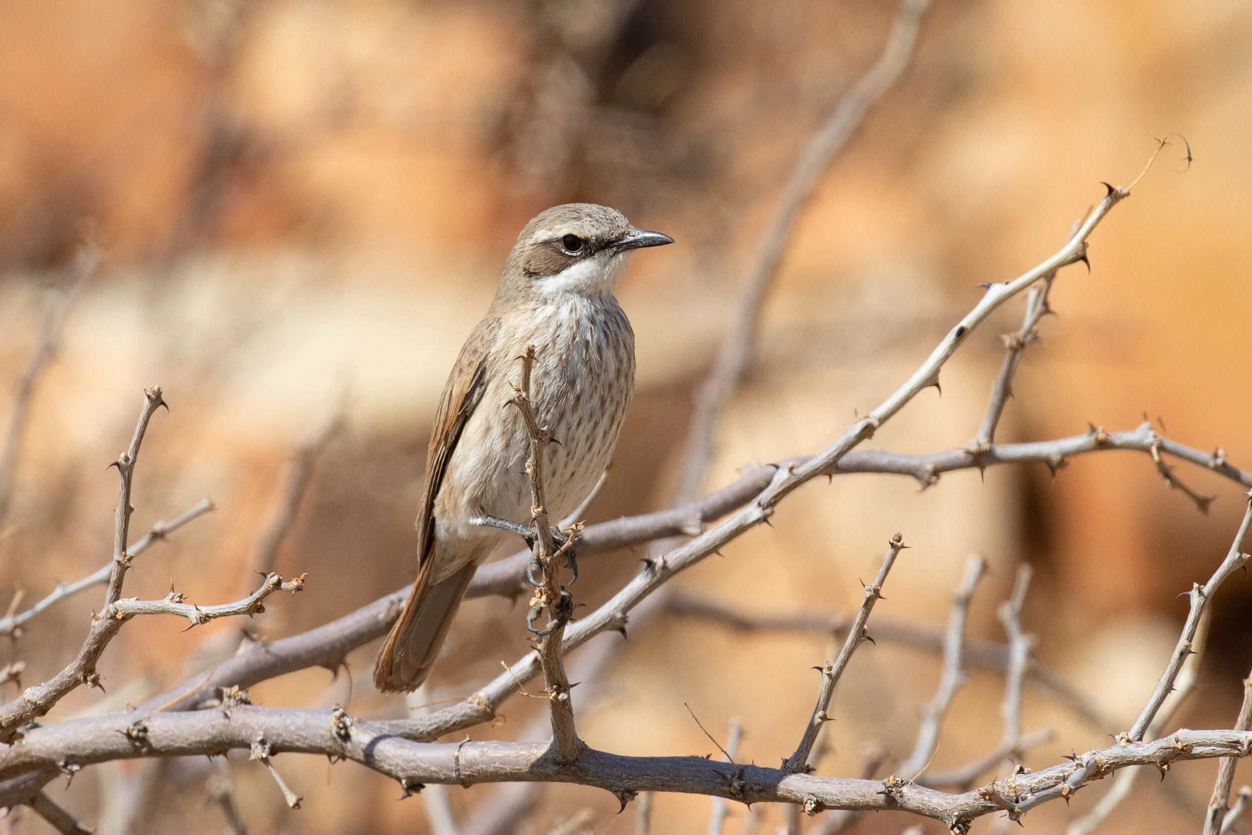 Herero_Chat_AF9A3515.jpg