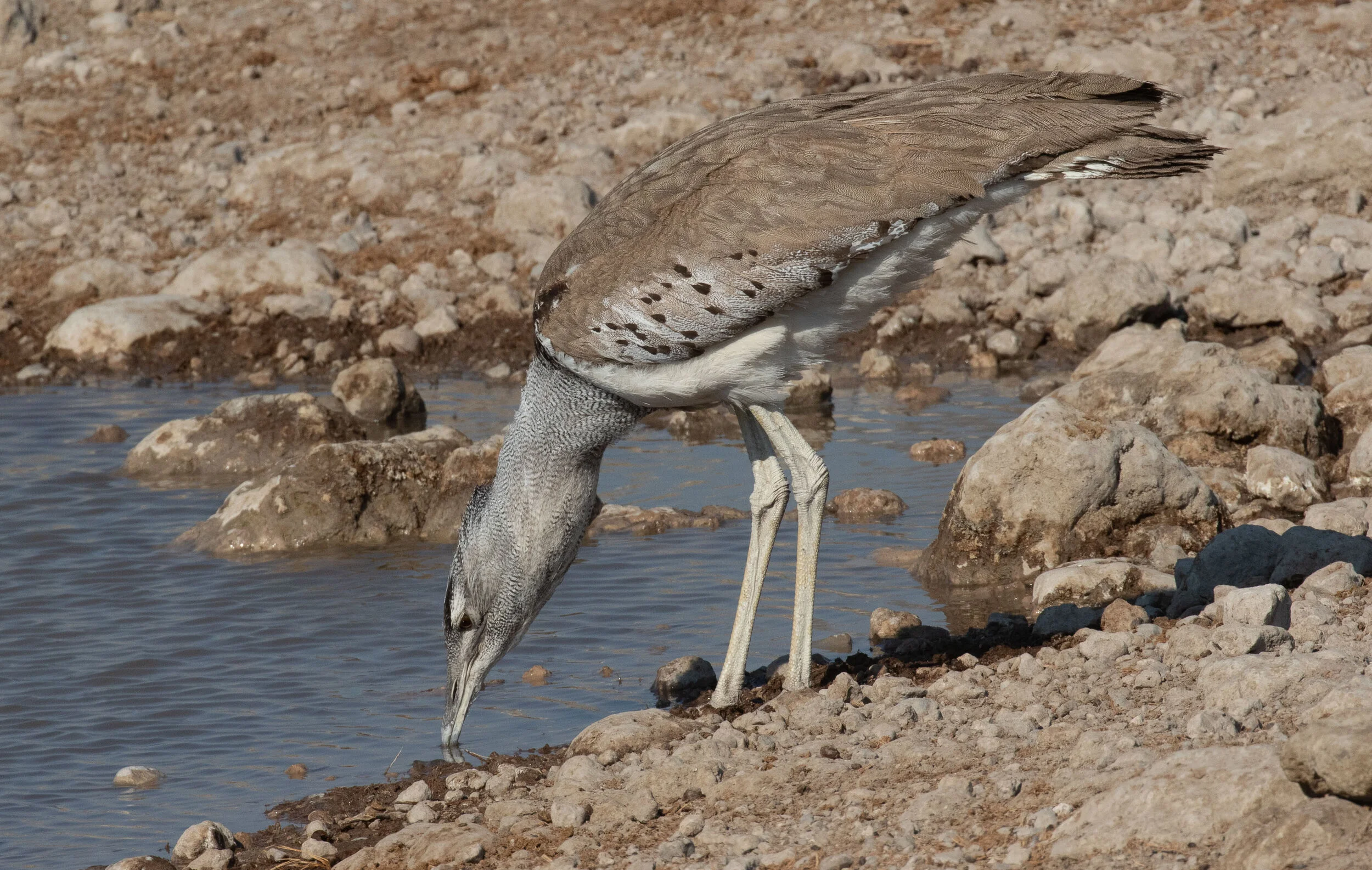 Kori_Bustard_AF9A4275.jpg