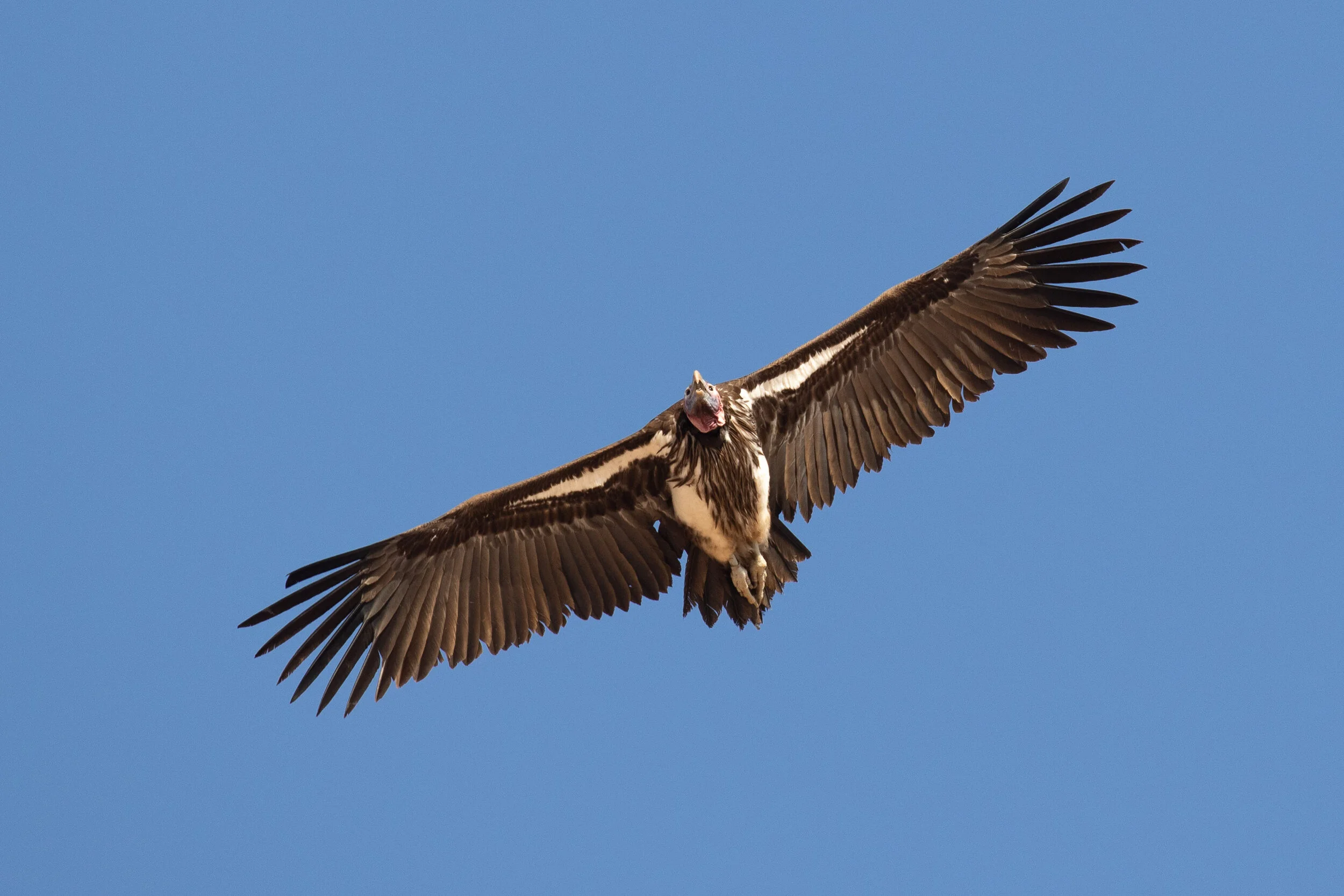 Lappet-faced Vulture