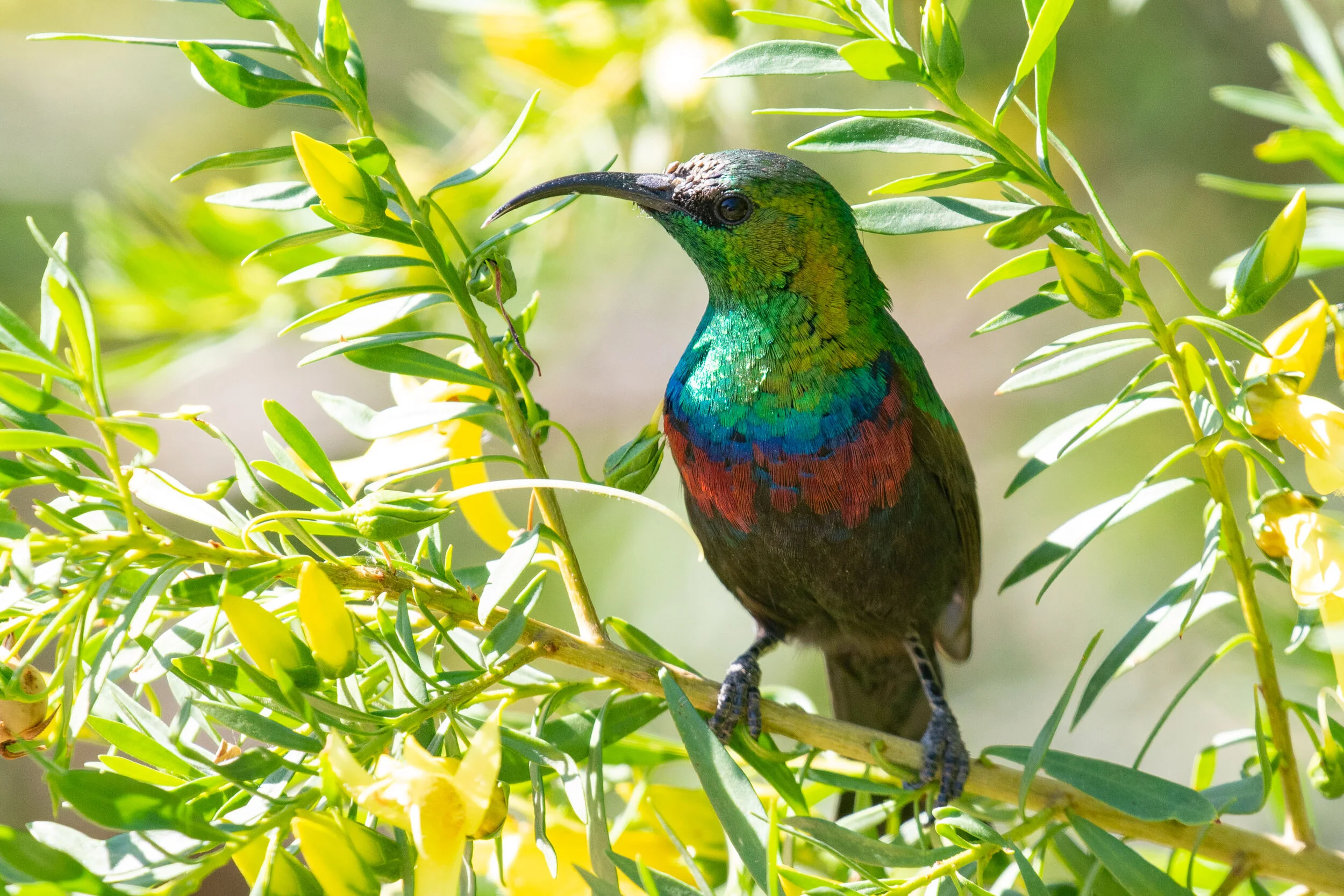 Marico_Sunbird_AF9A3491.jpg