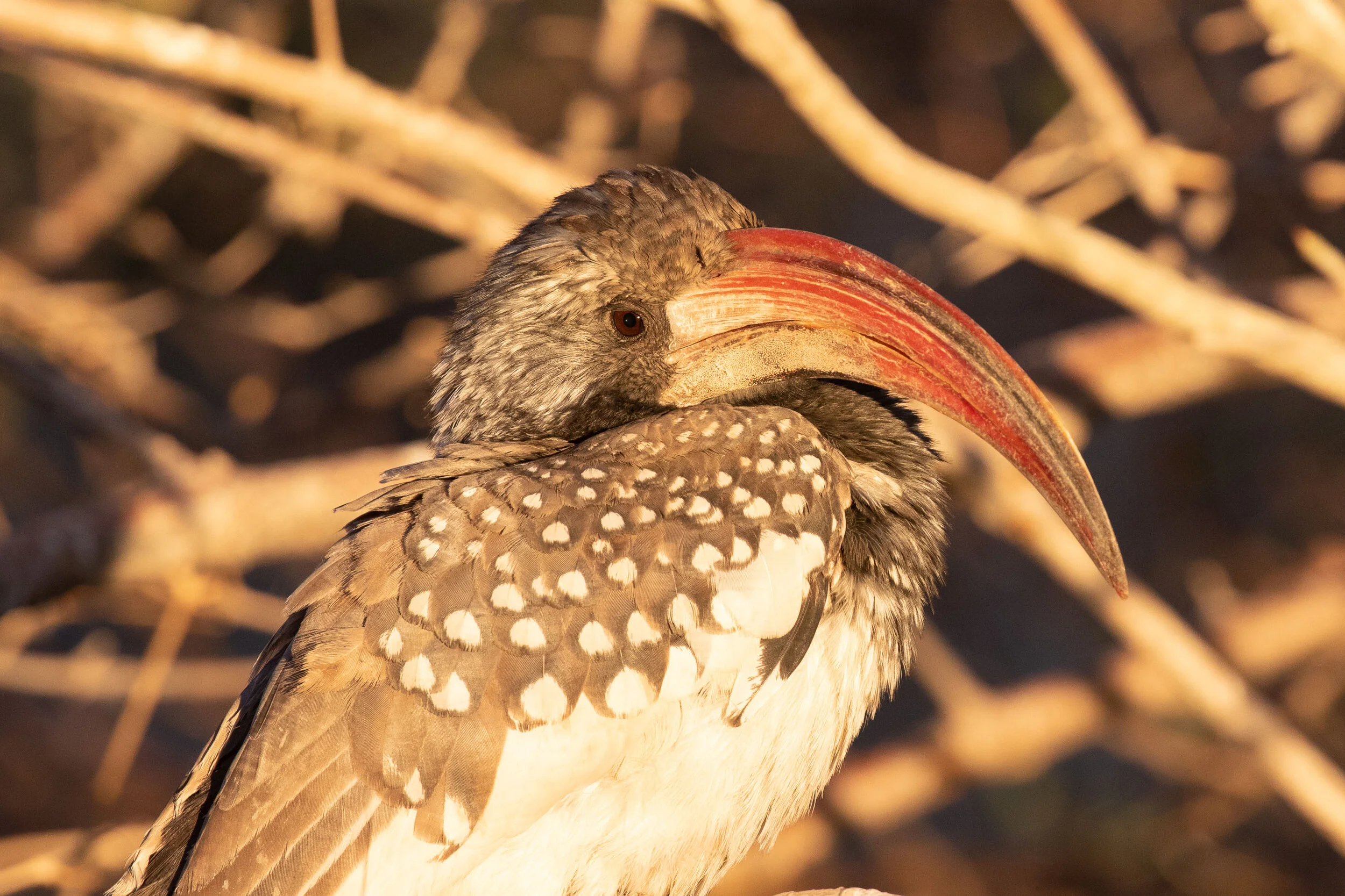 Monteiro's_Hornbill_AF9A4049.jpg