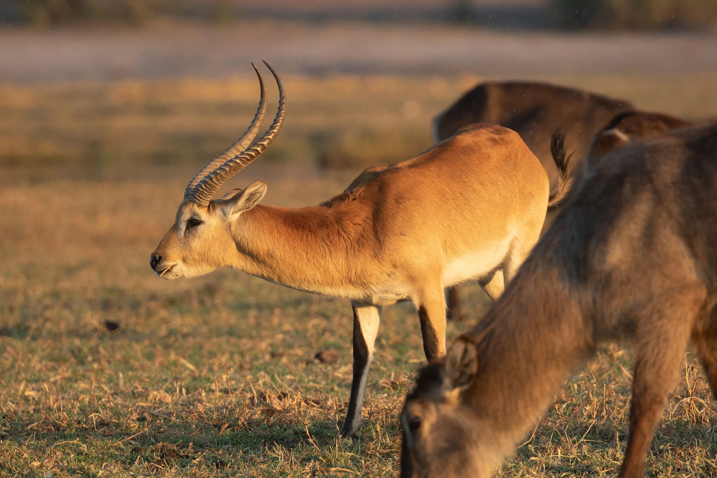 Red_Lechwe_AF9A4850.jpg